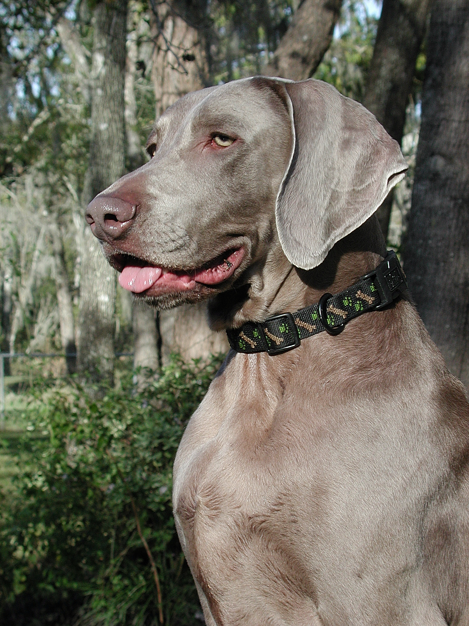 Weimaraner Wallpapers