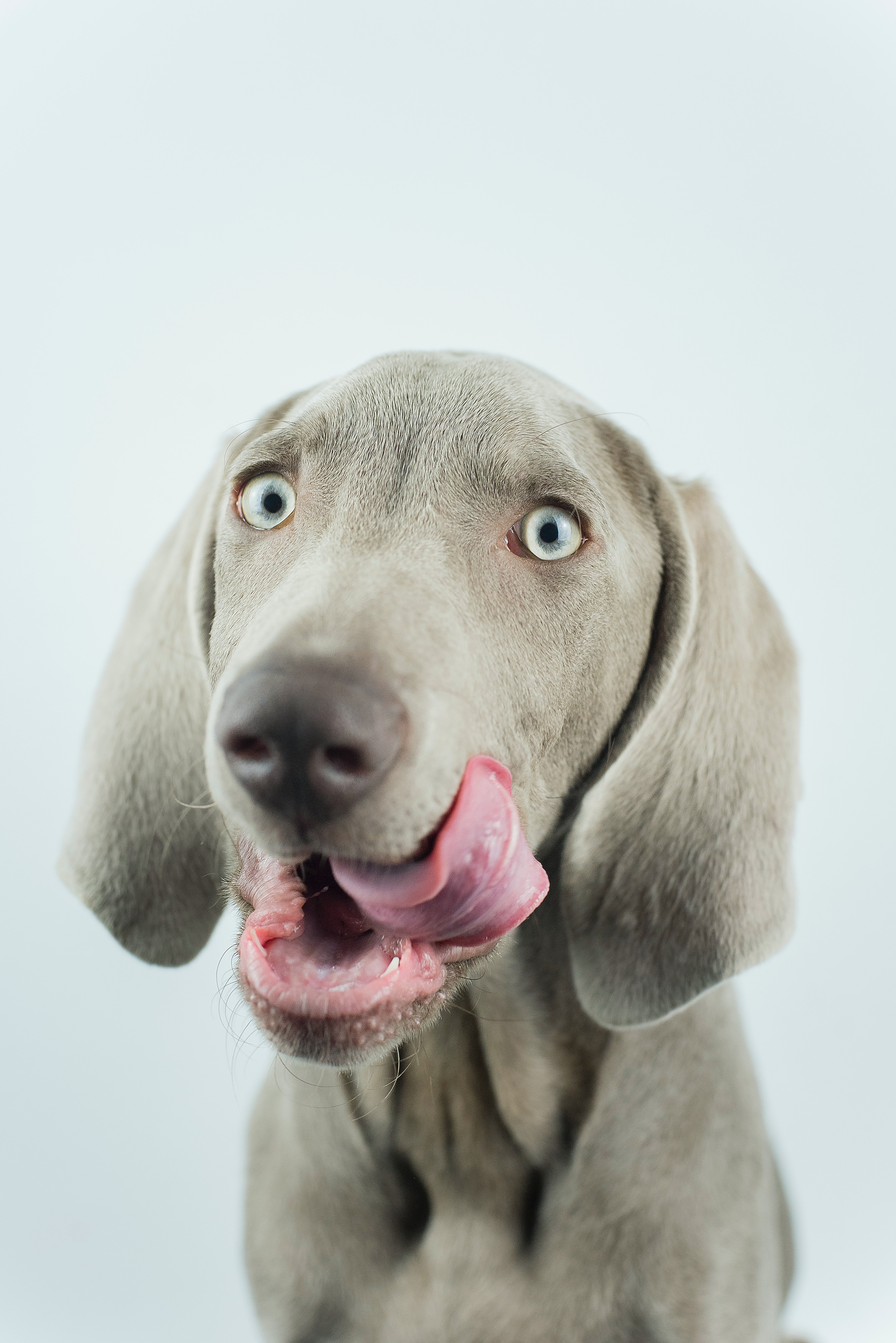 Weimaraner Wallpapers