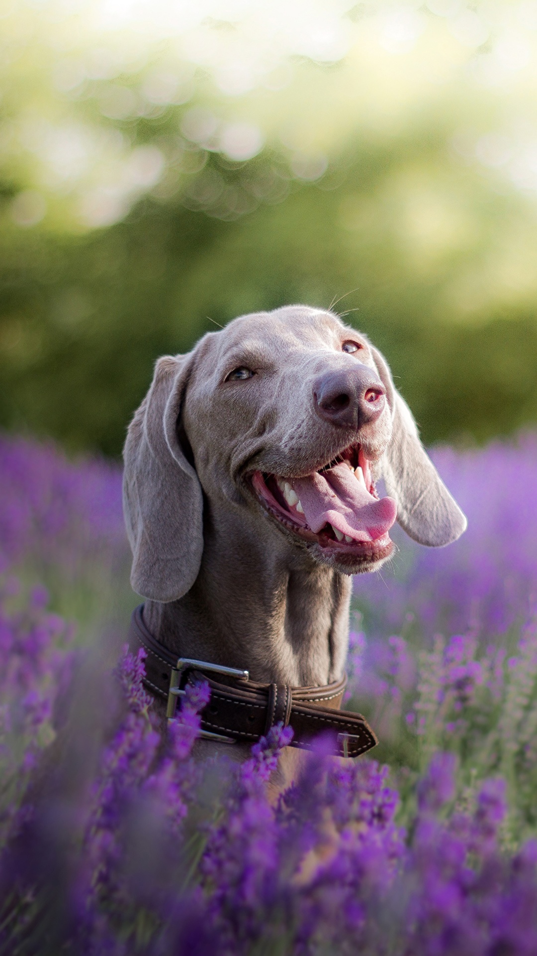 Weimaraner Wallpapers