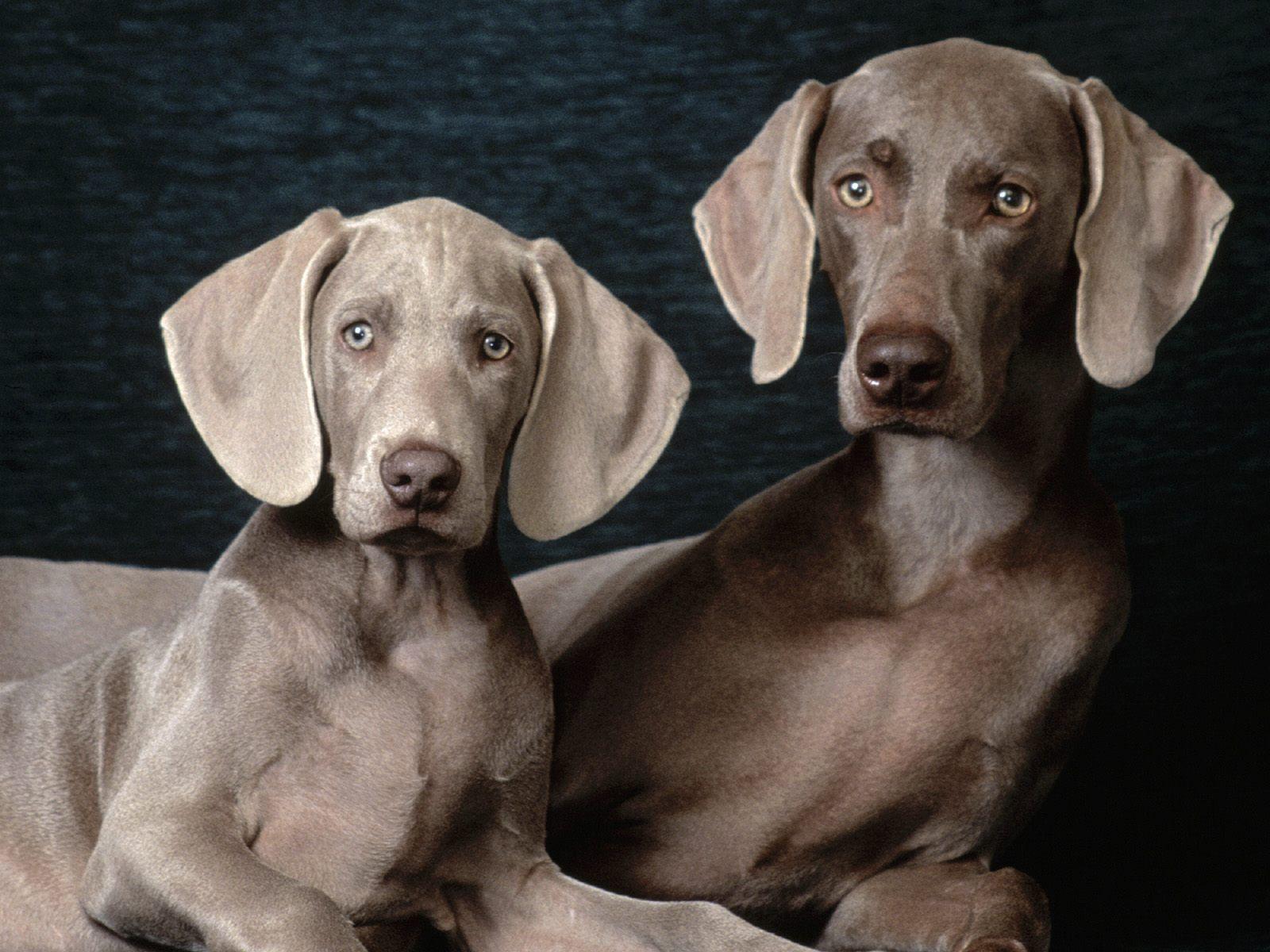 Weimaraner Wallpapers