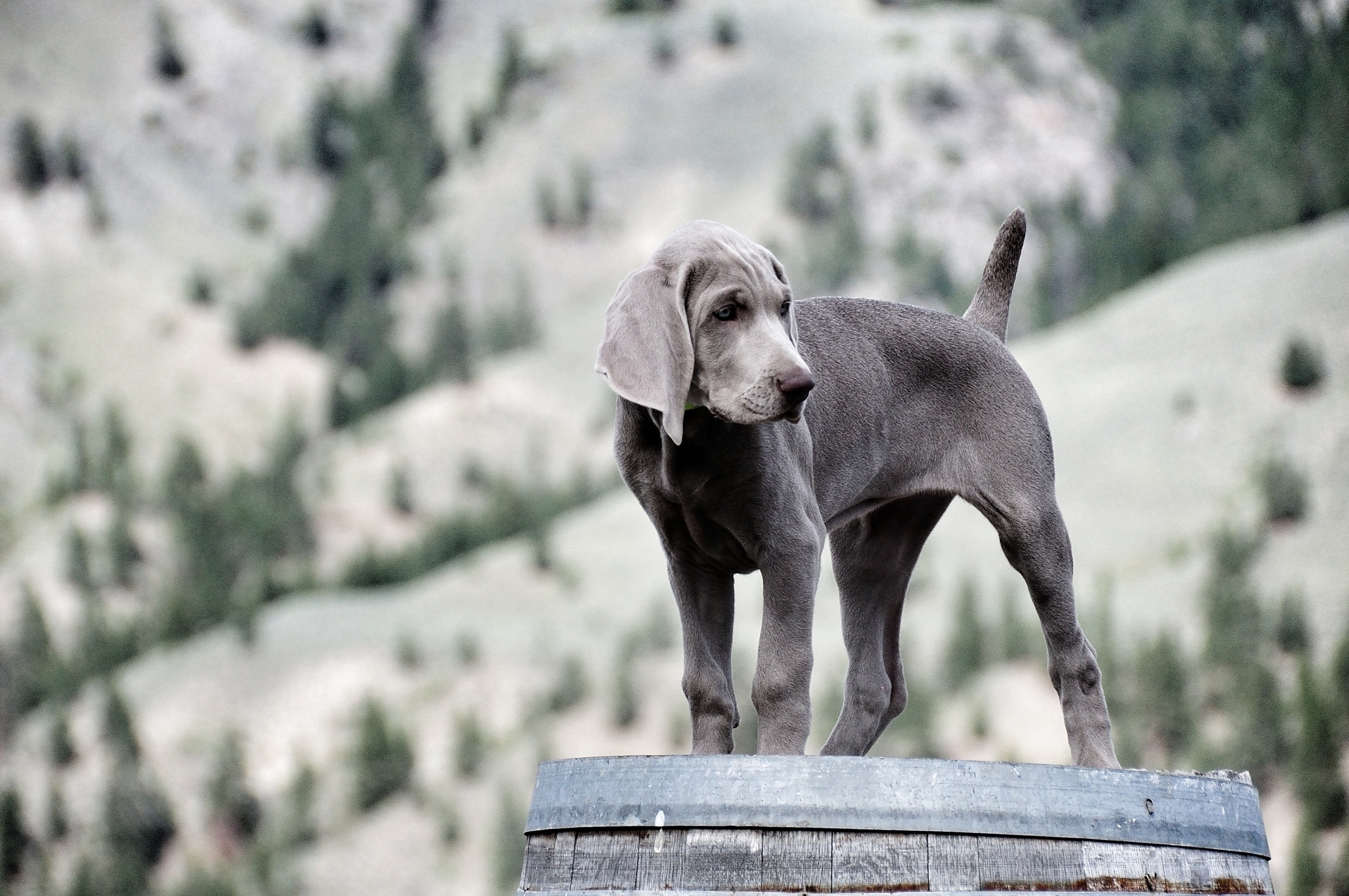 Weimaraner Wallpapers