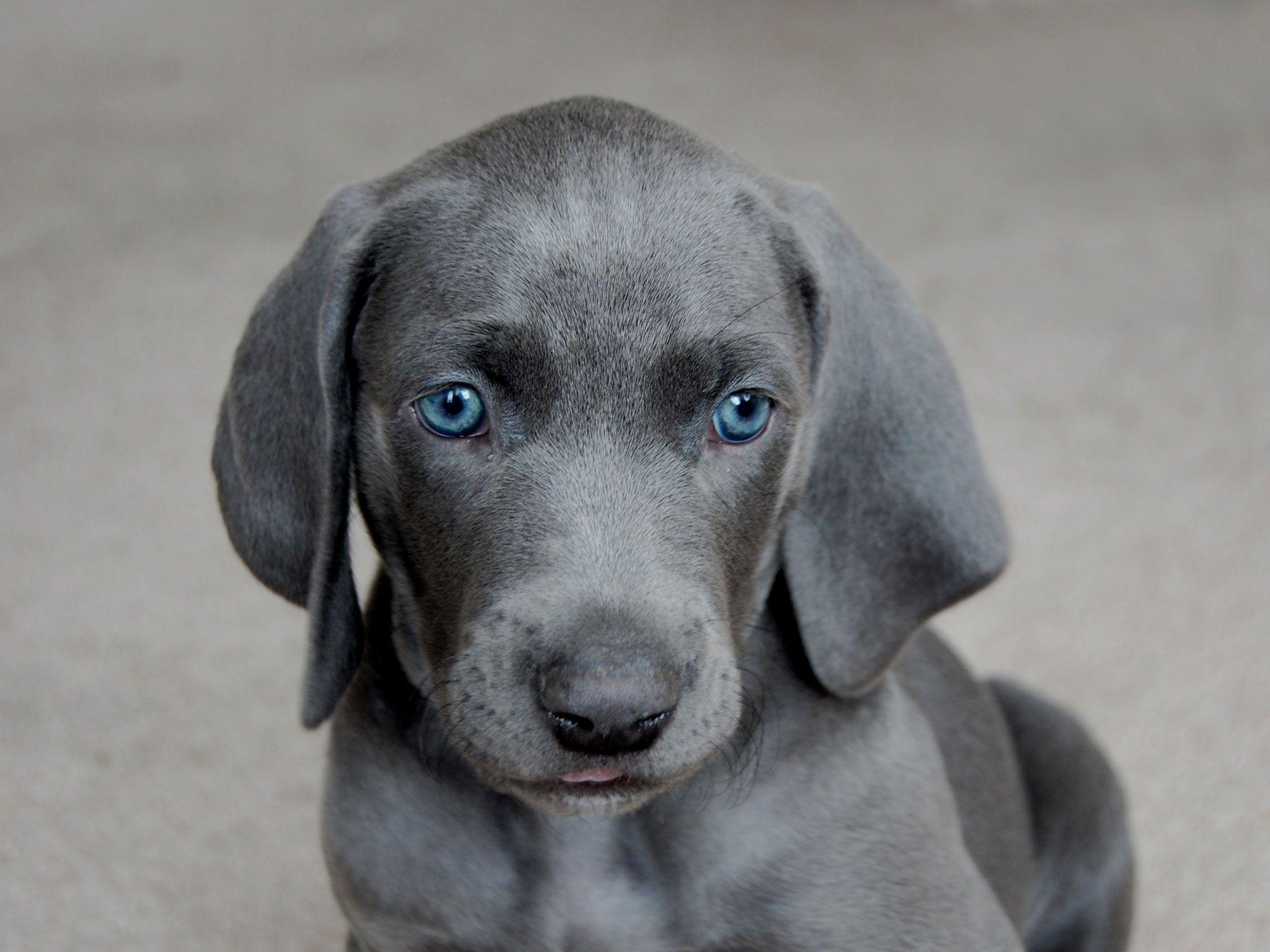 Weimaraner Wallpapers