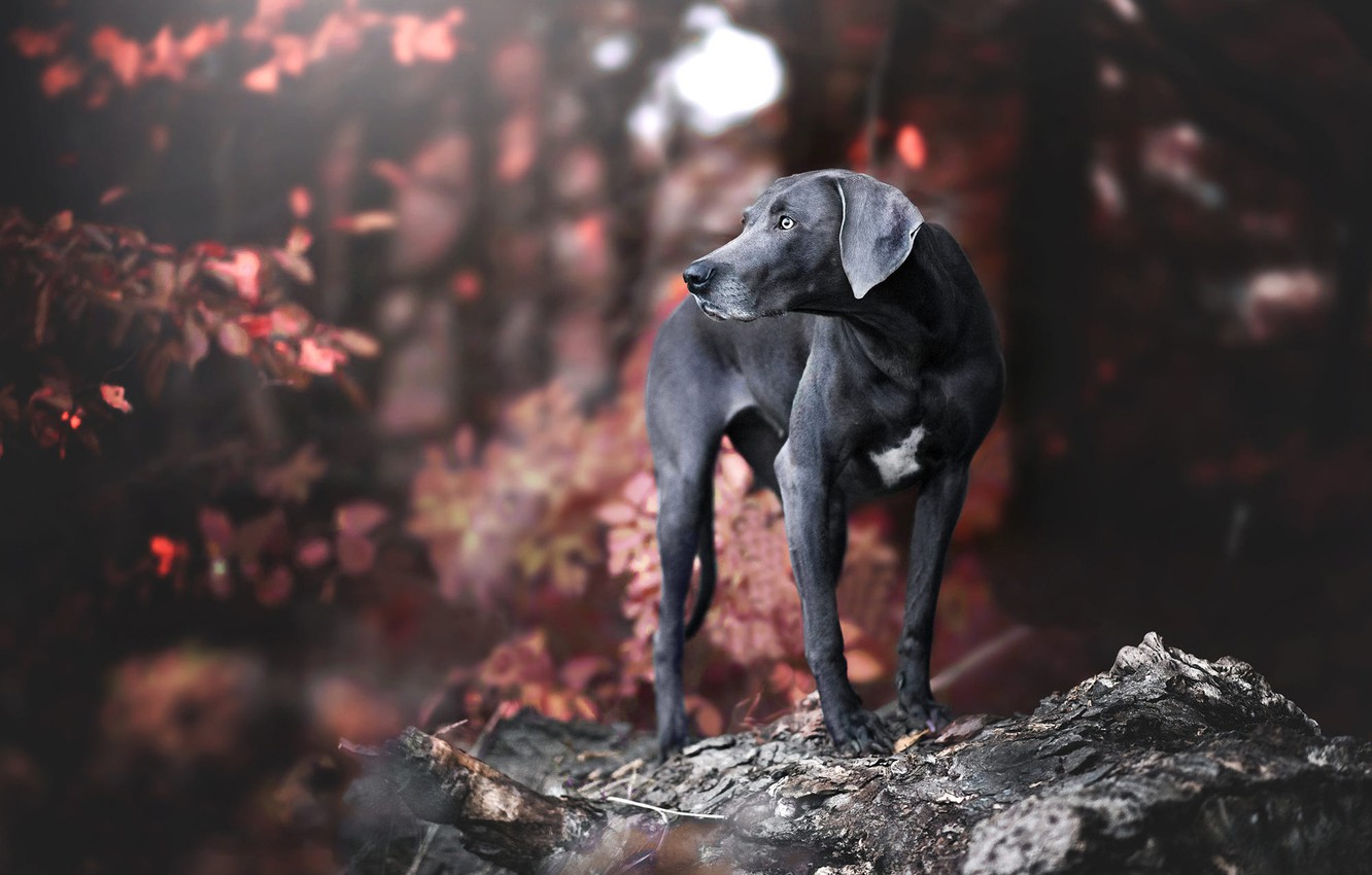 Weimaraner Wallpapers