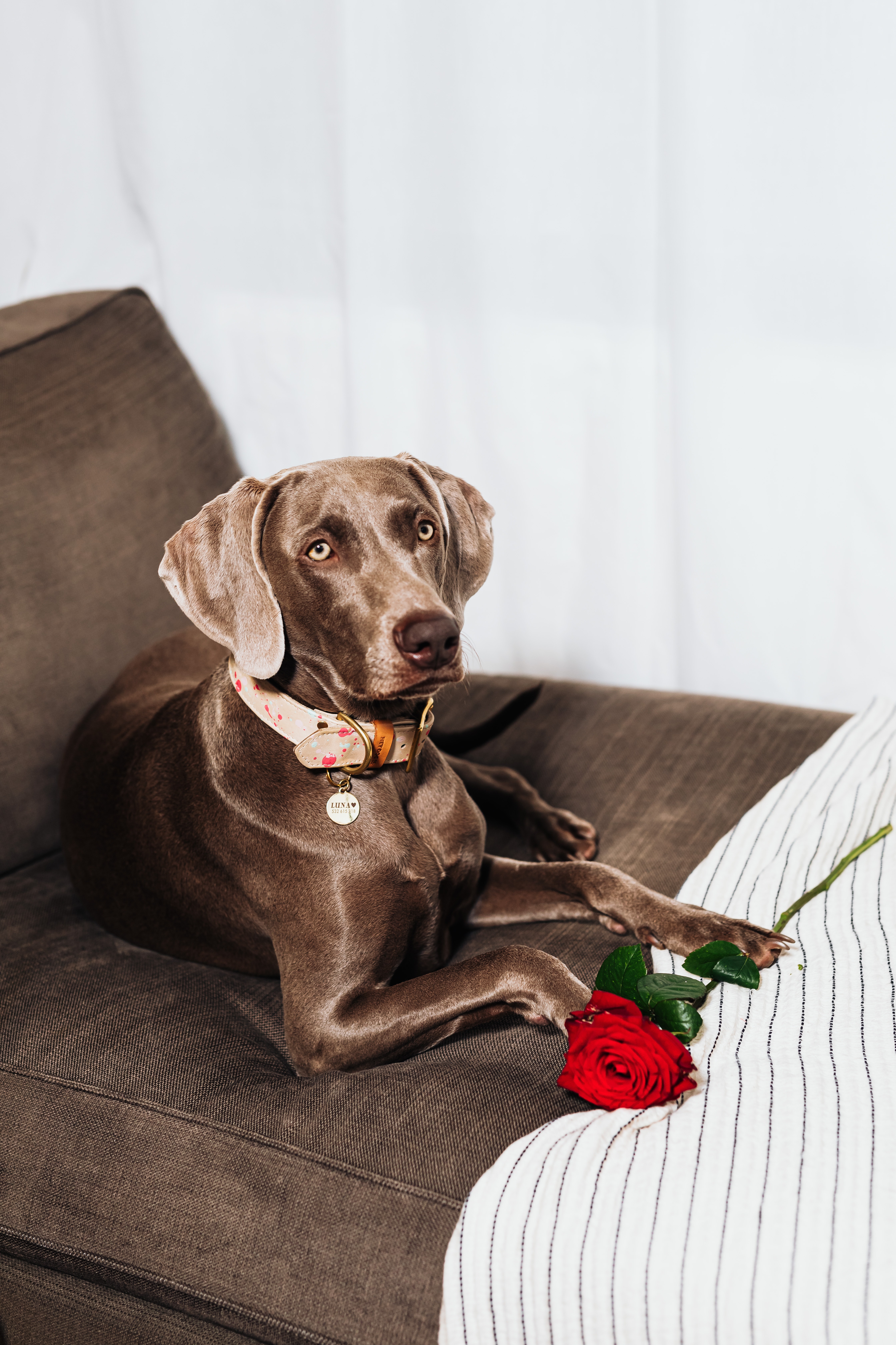 Weimaraner Wallpapers