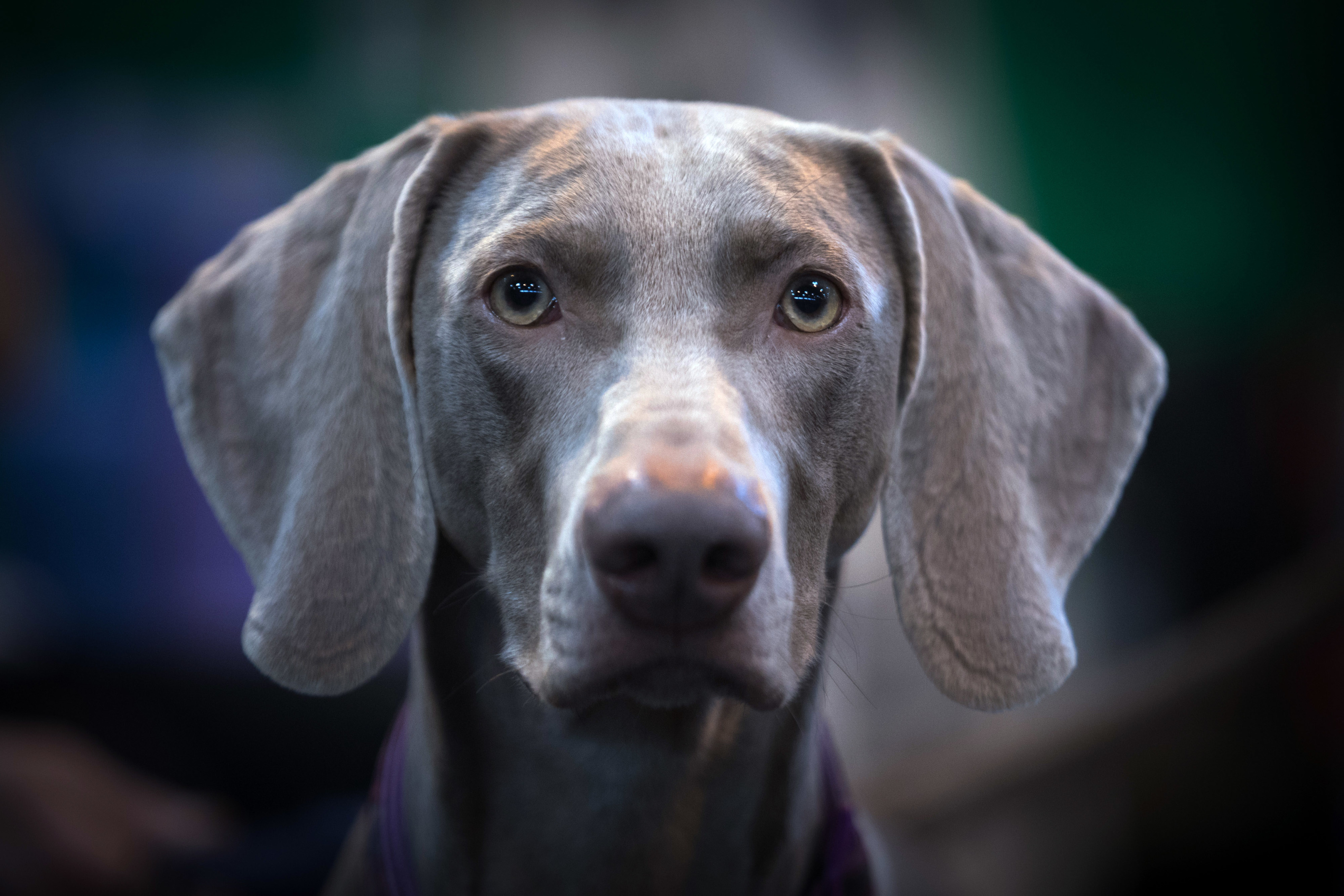 Weimaraner Wallpapers