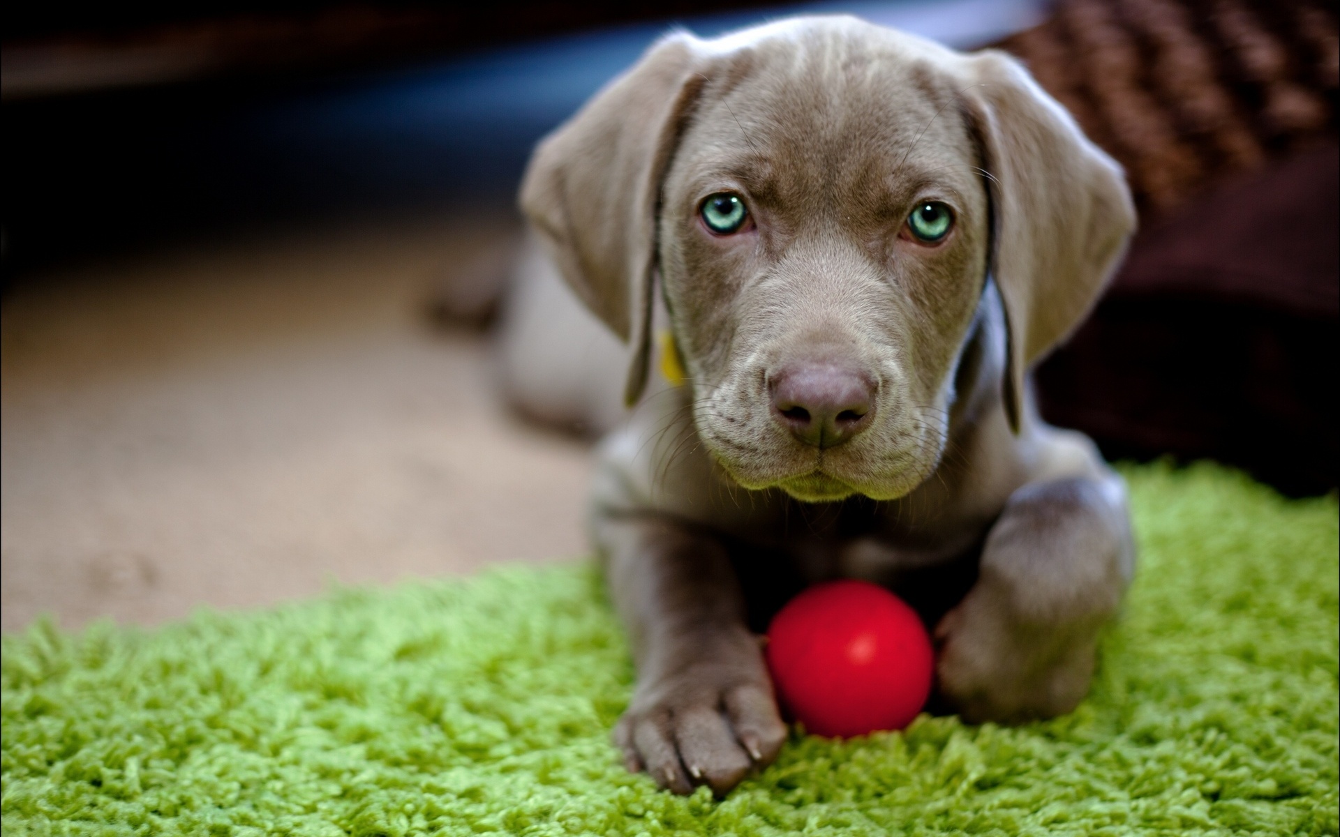 Weimaraner Wallpapers