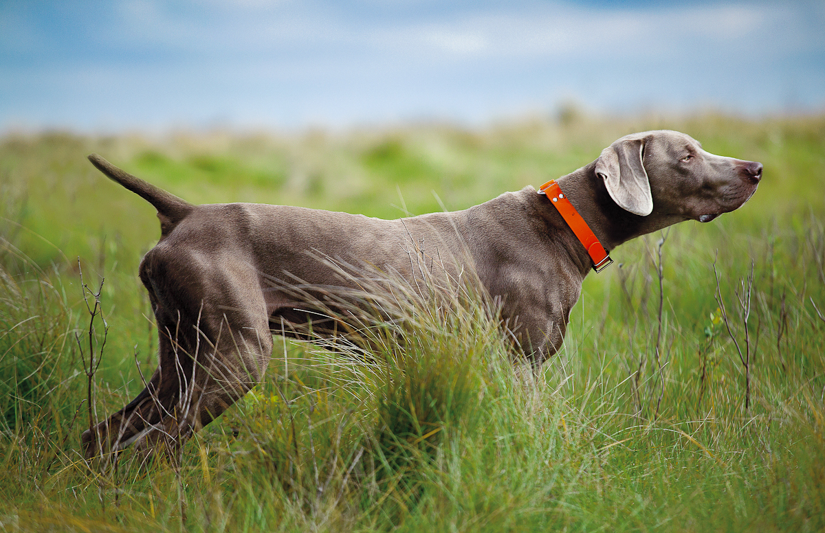 Weimaraner Wallpapers