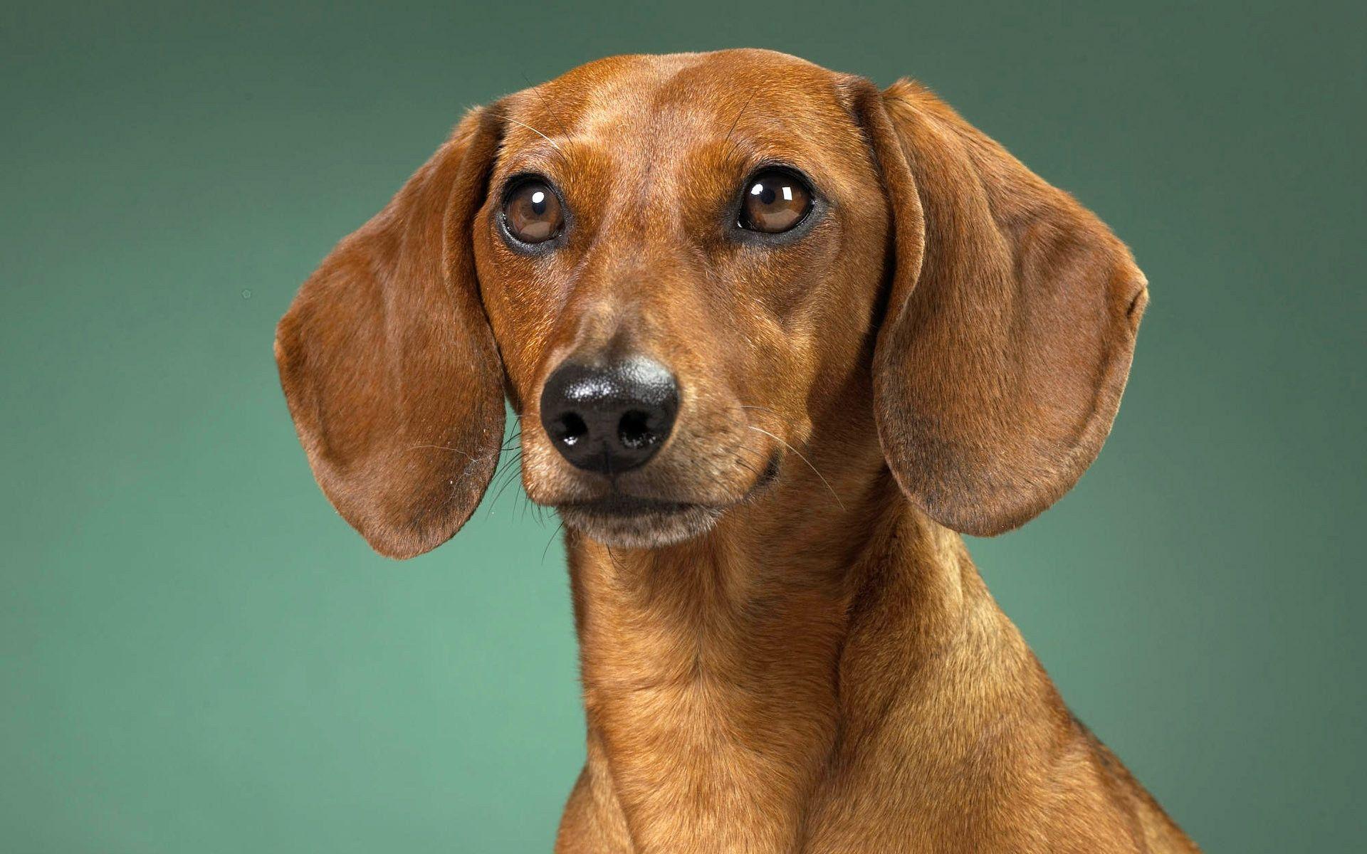 Weiner Dog Wallpapers