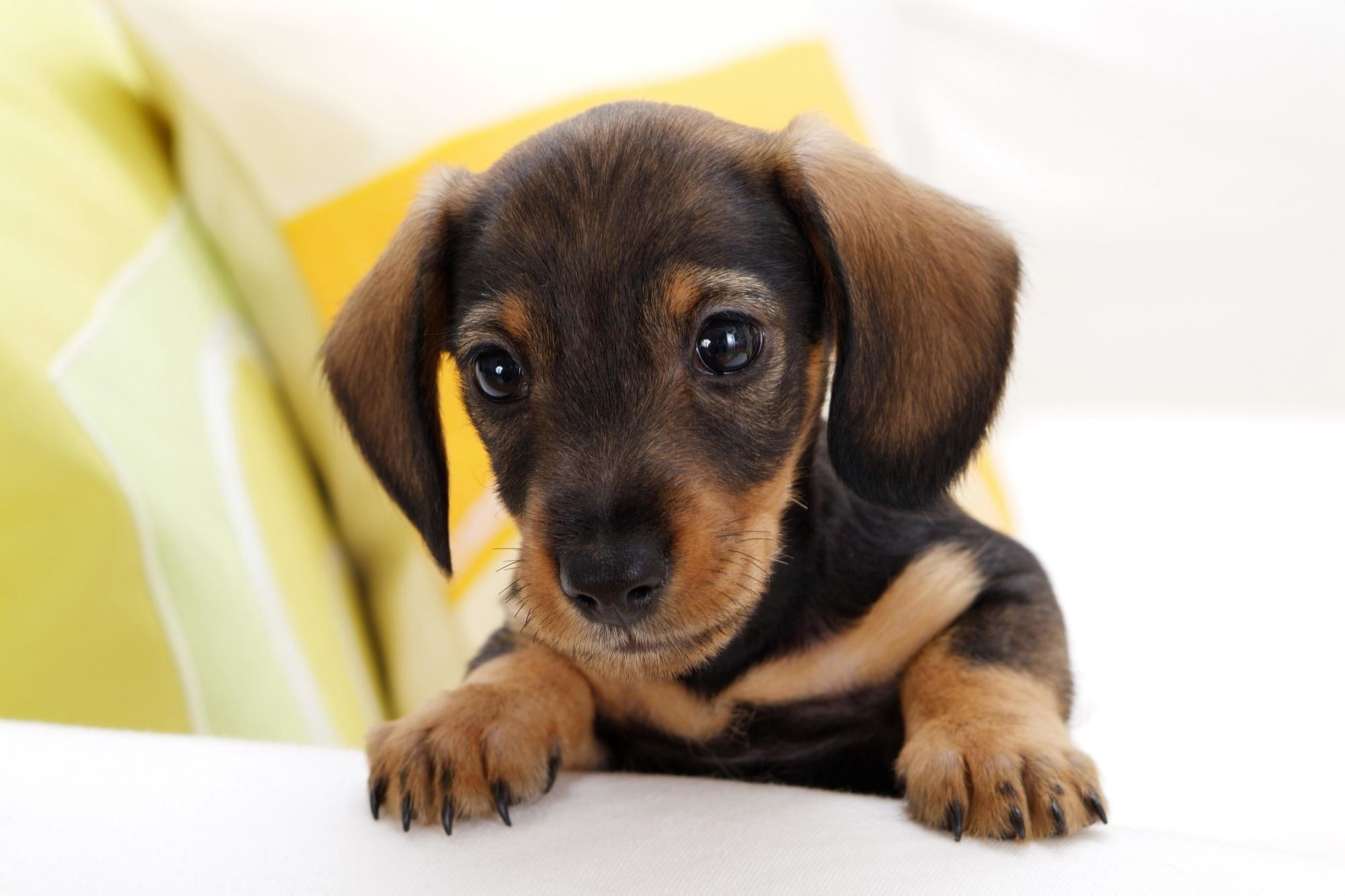 Weiner Dog Wallpapers