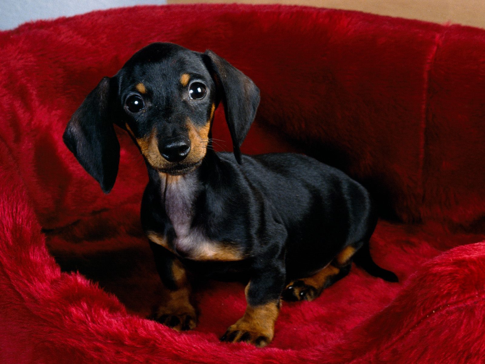 Weiner Dog Wallpapers