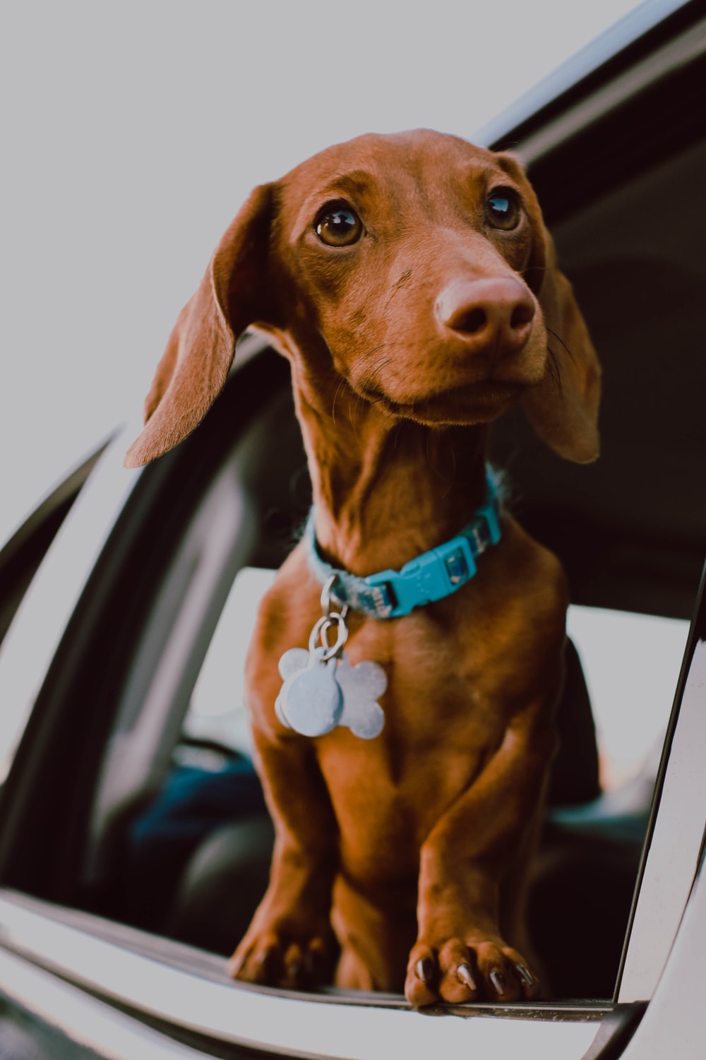 Weiner Dog Wallpapers