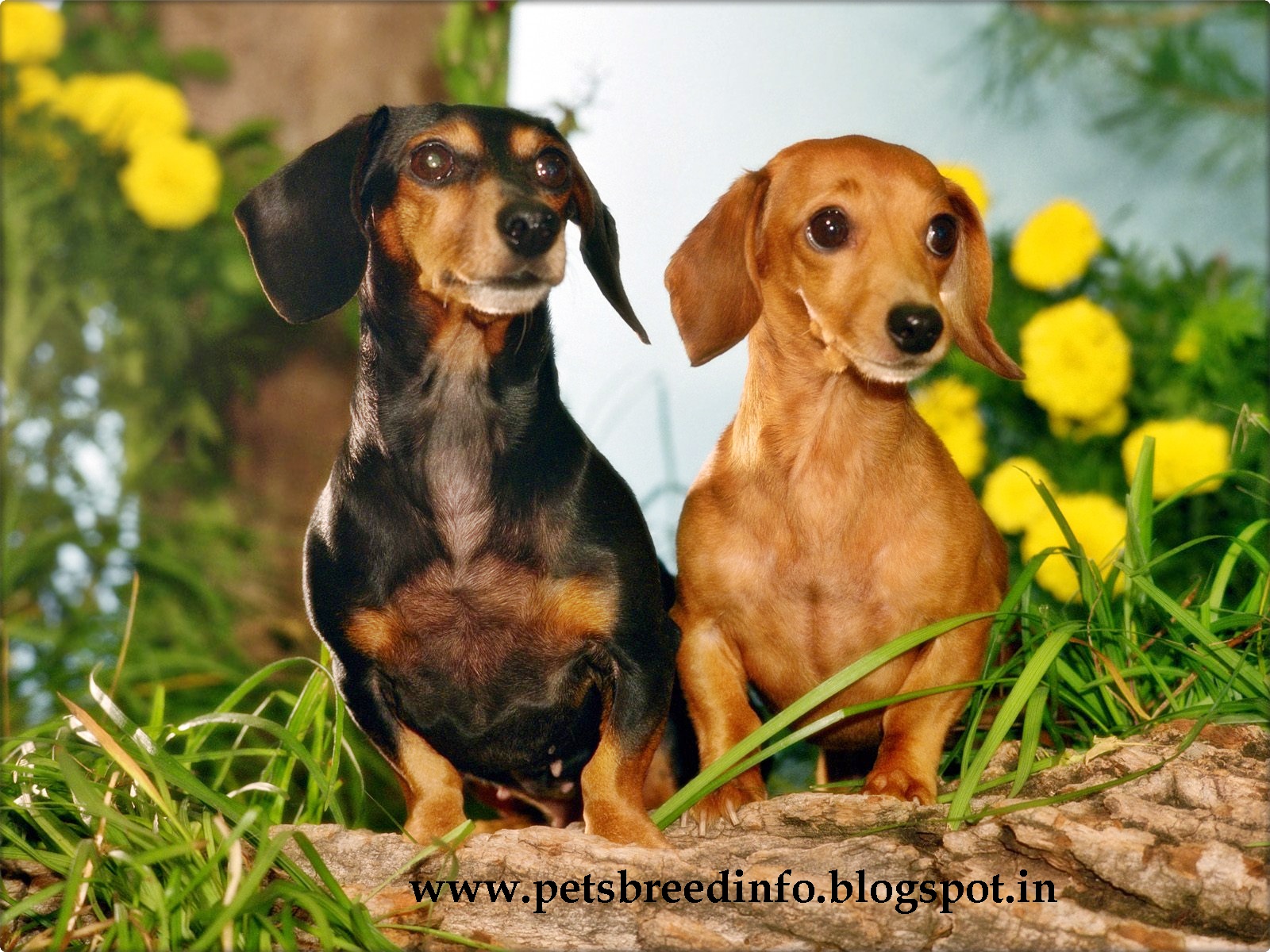 Weiner Dog Wallpapers