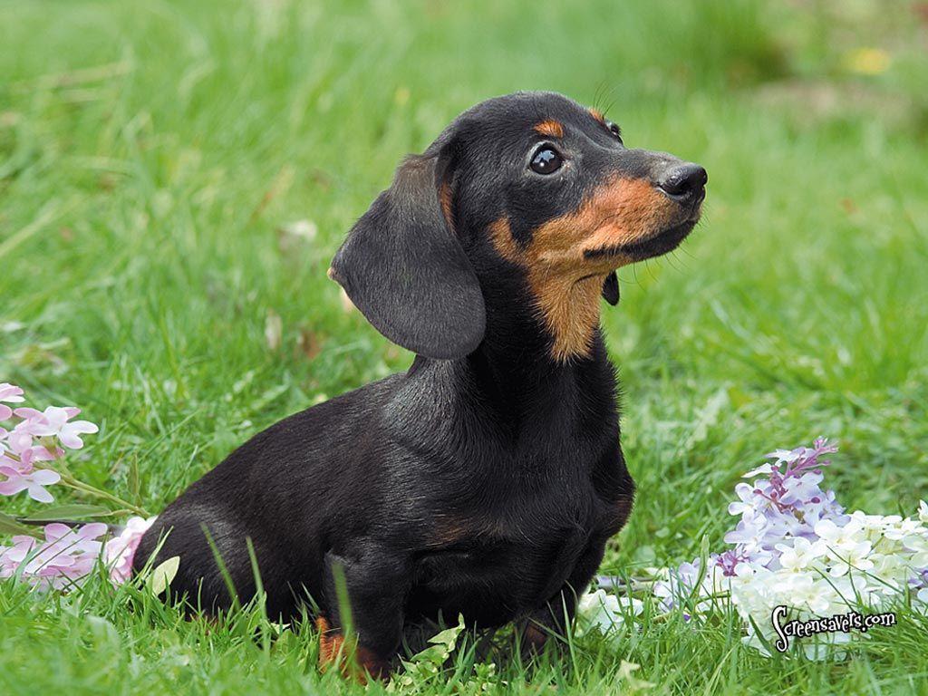 Weiner Dog Wallpapers