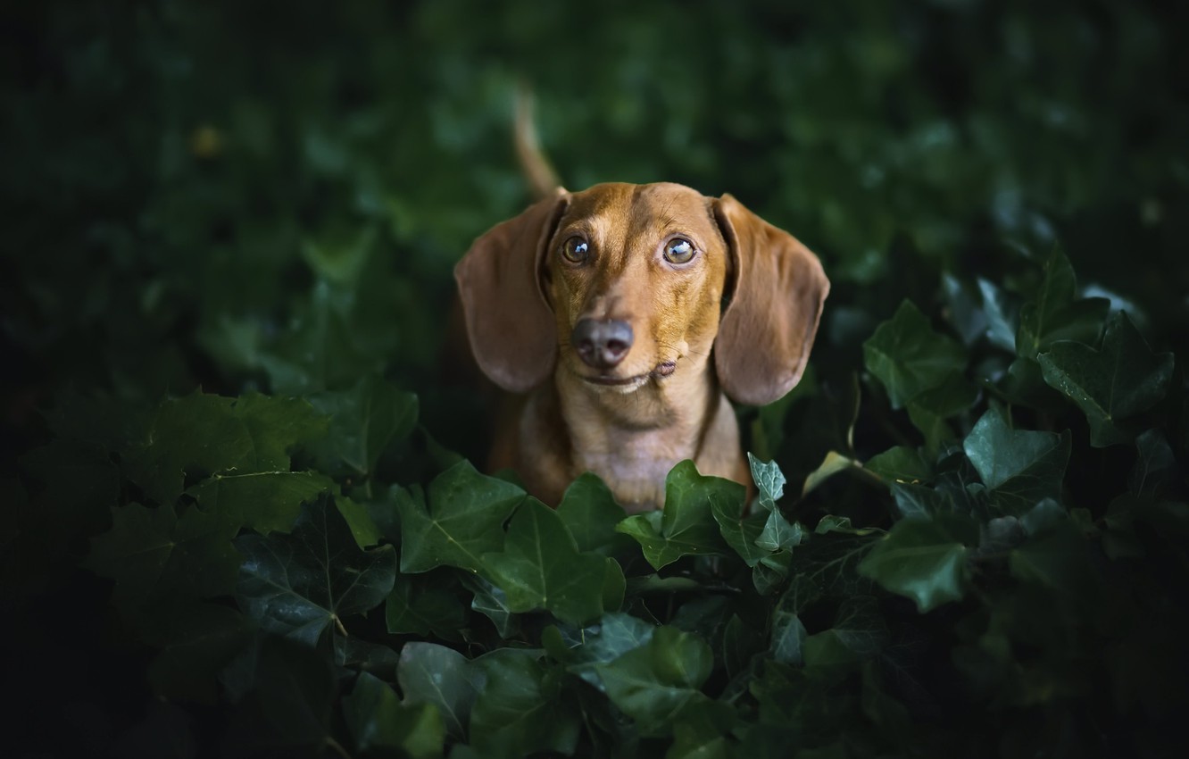 Weiner Dog Wallpapers