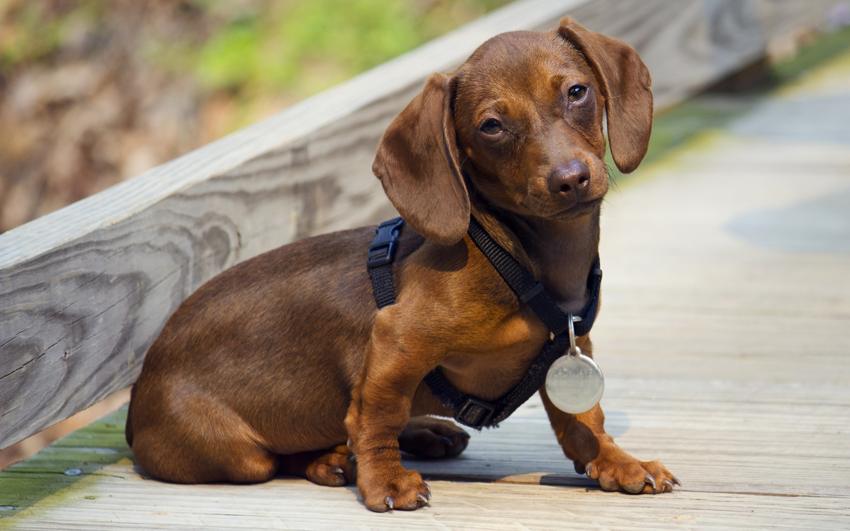 Weiner Dog Wallpapers