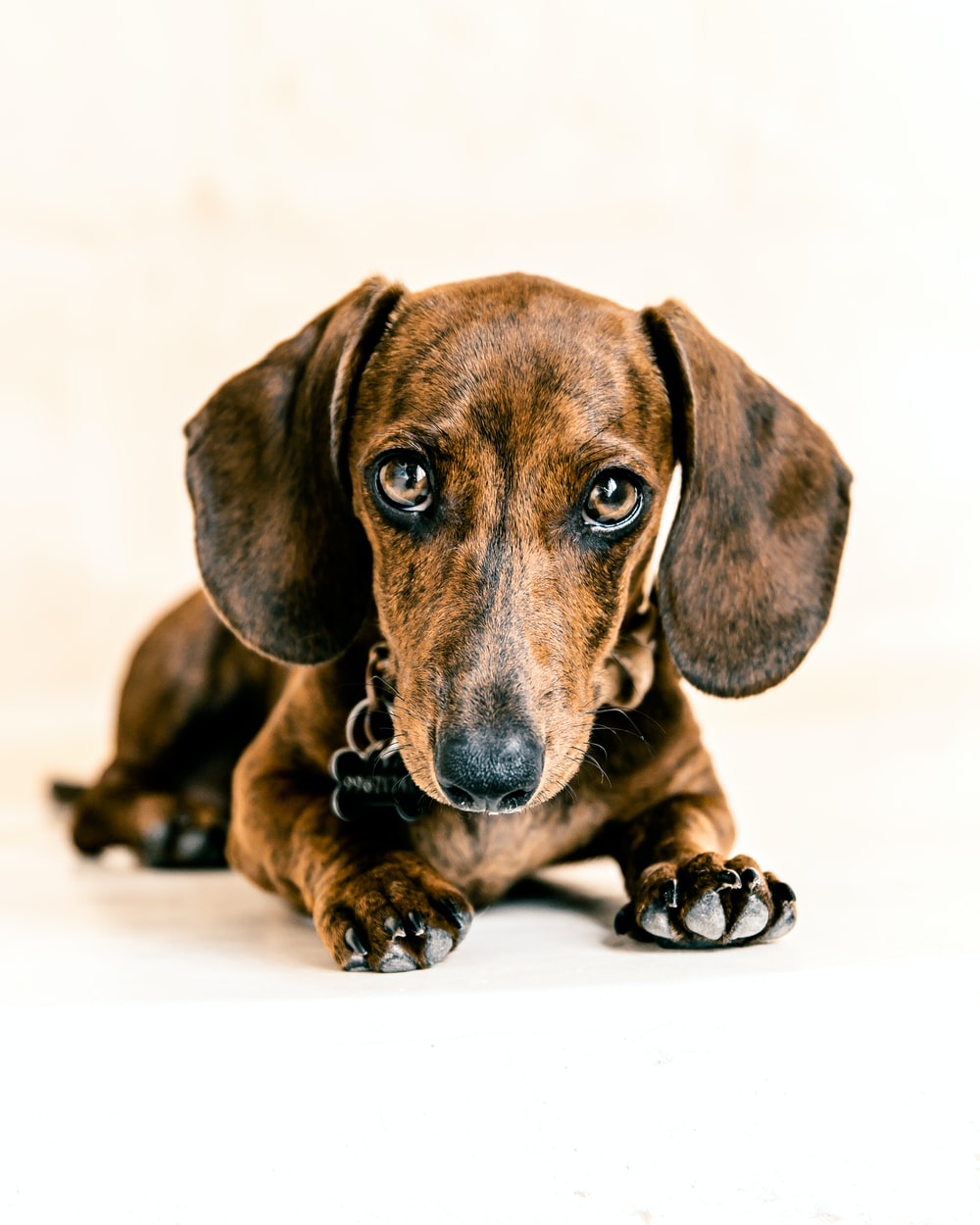 Weiner Dog Wallpapers