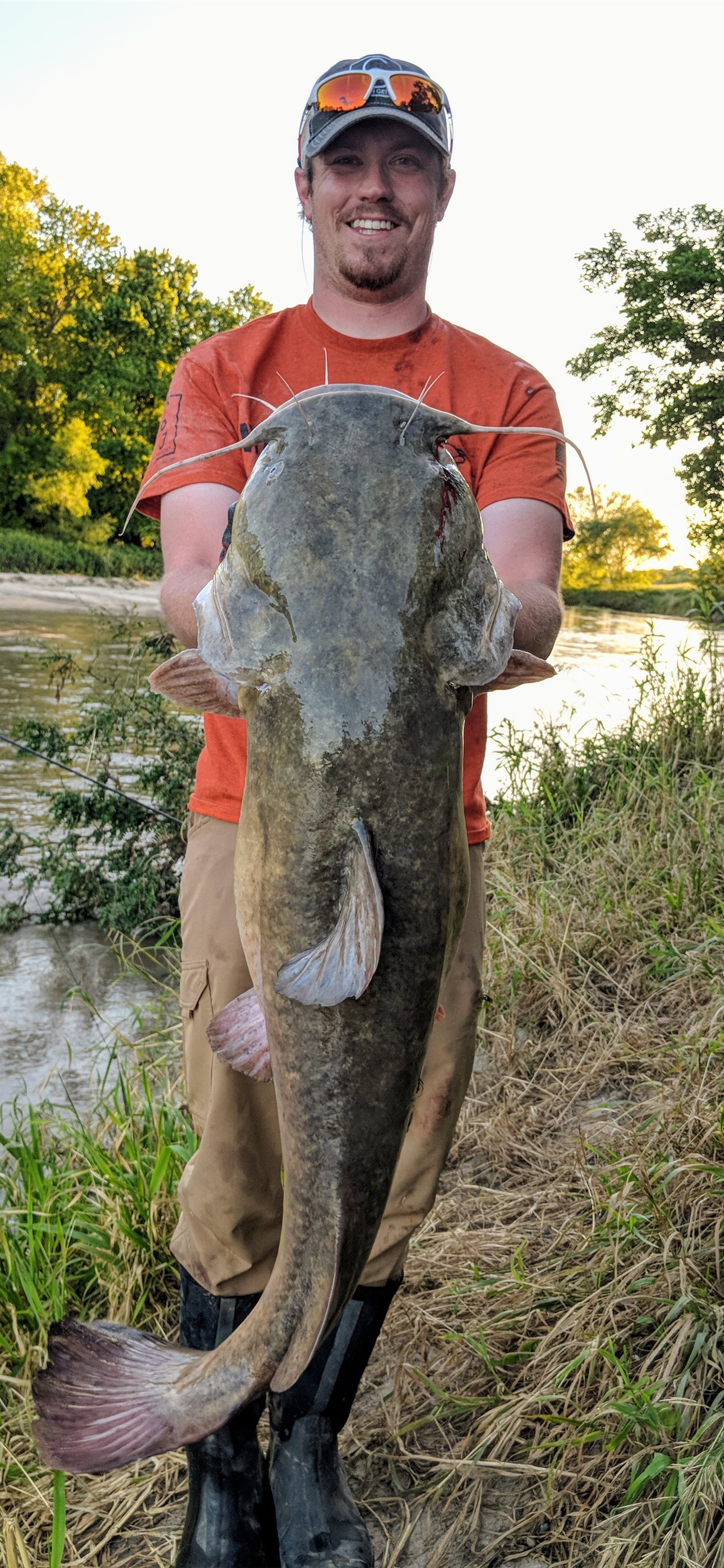 Wels Catfish Wallpapers