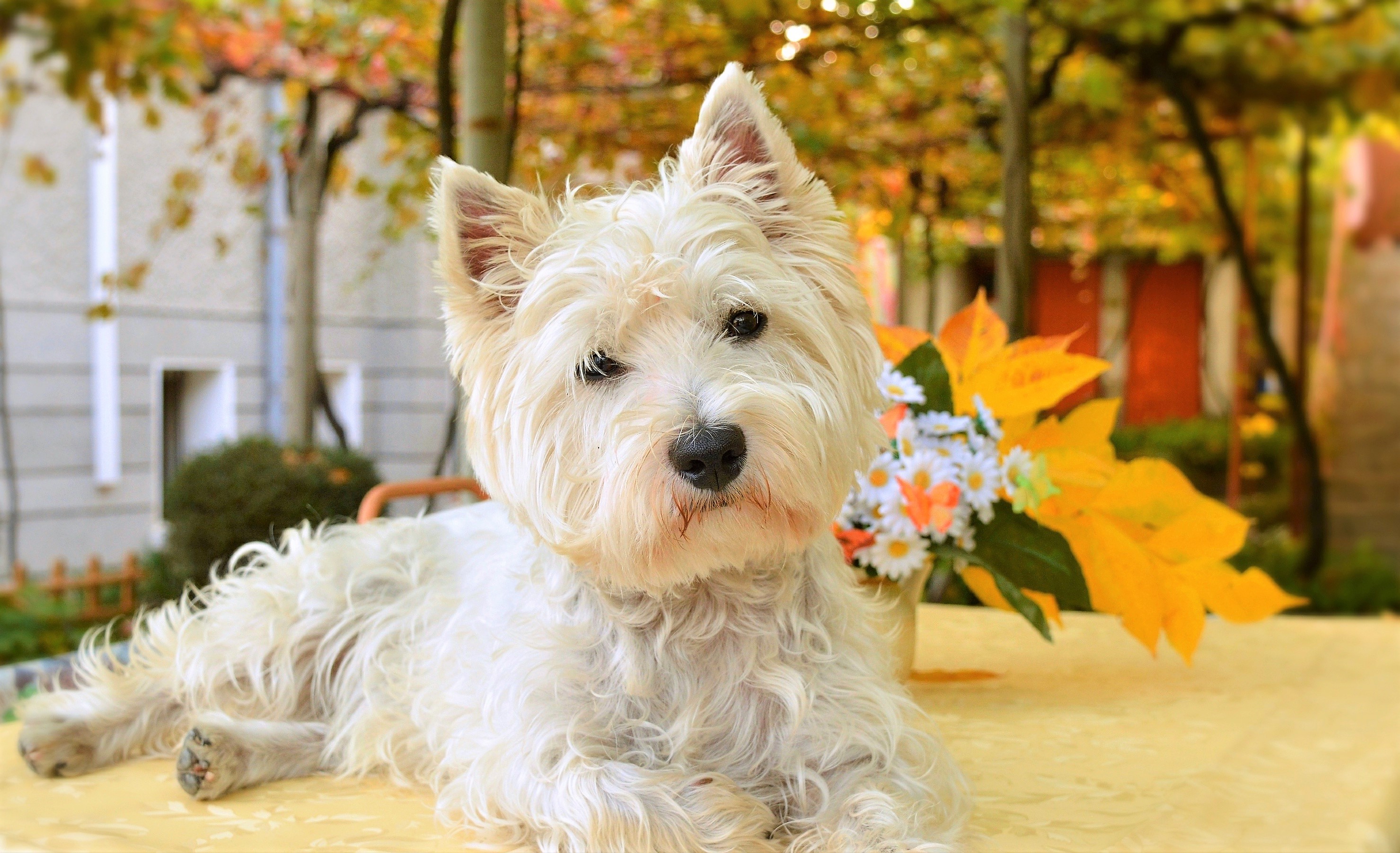 West Highland White Terrier Wallpapers