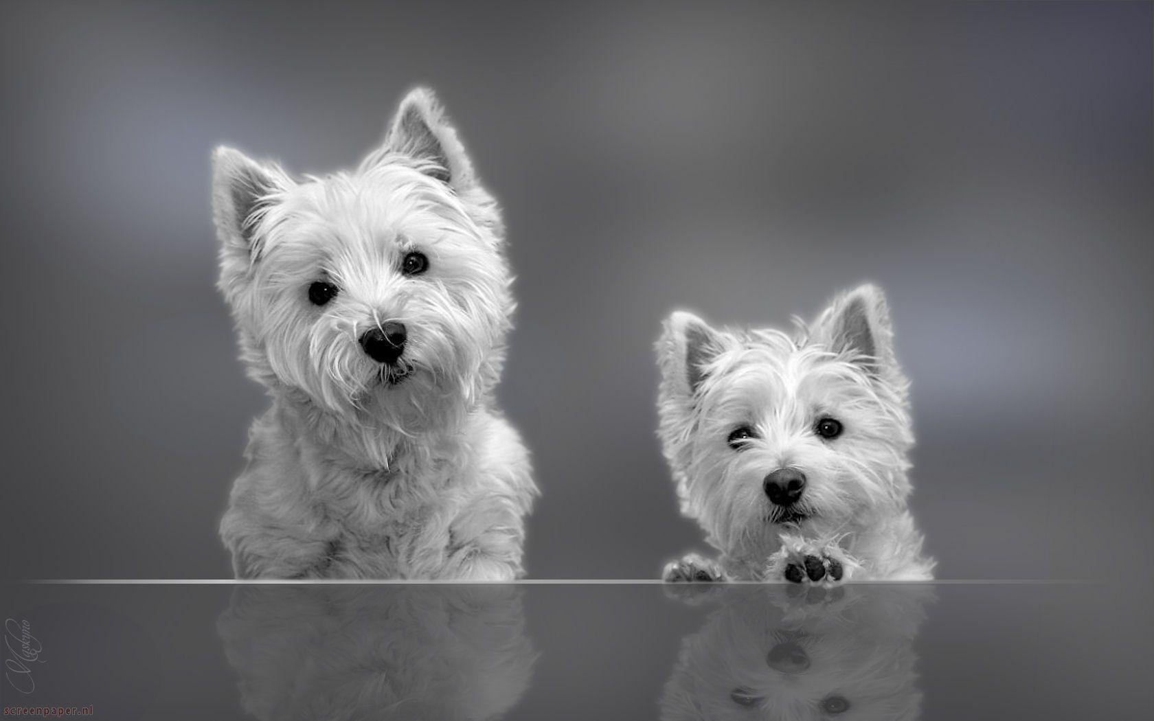 West Highland White Terrier Wallpapers