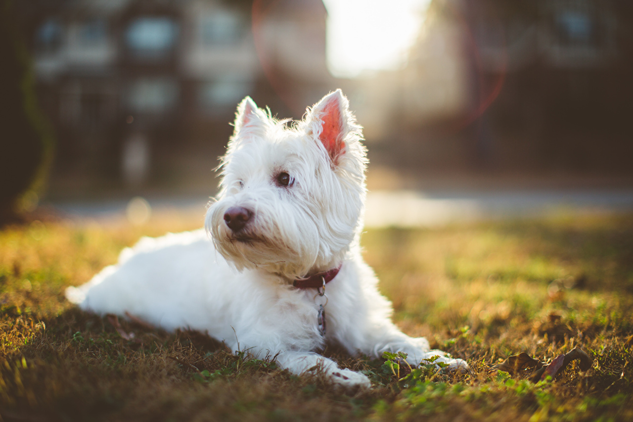 West Highland White Terrier Wallpapers