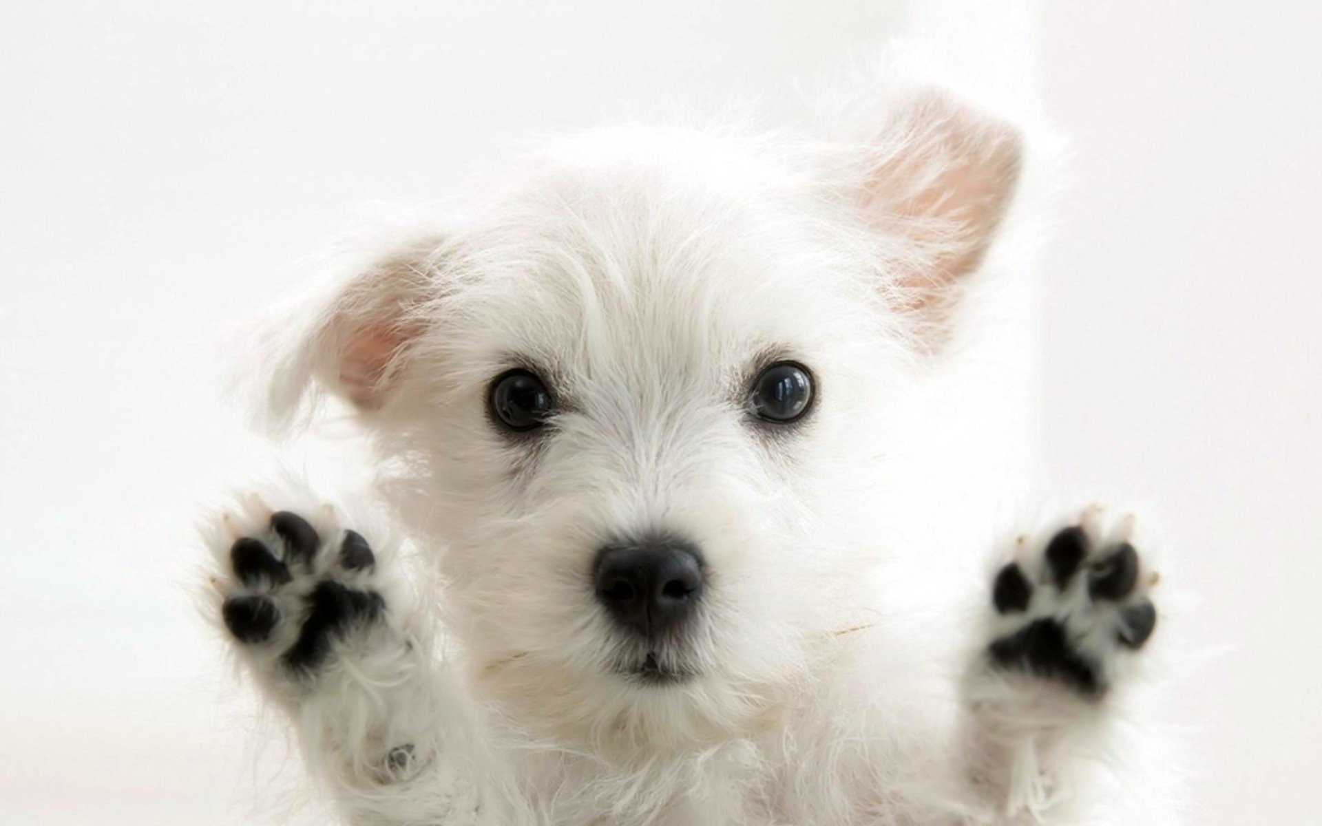 West Highland White Terrier Wallpapers