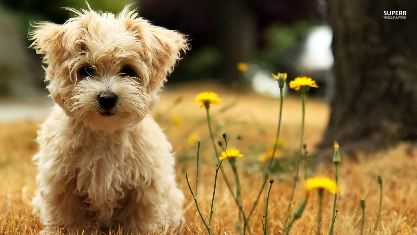 West Highland White Terrier Wallpapers