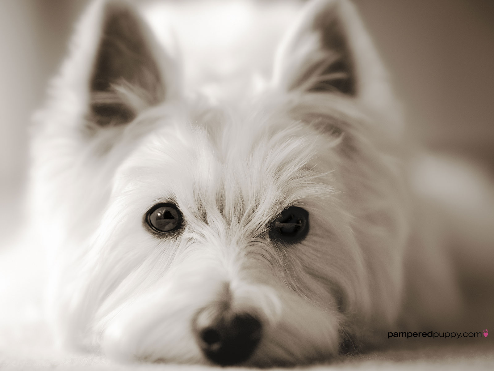 West Highland White Terrier Wallpapers