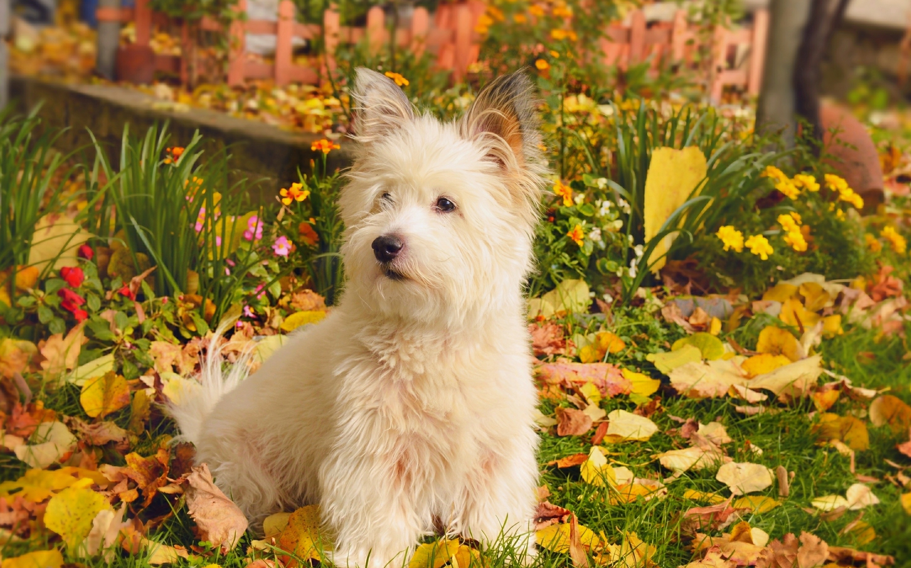 West Highland White Terrier Wallpapers