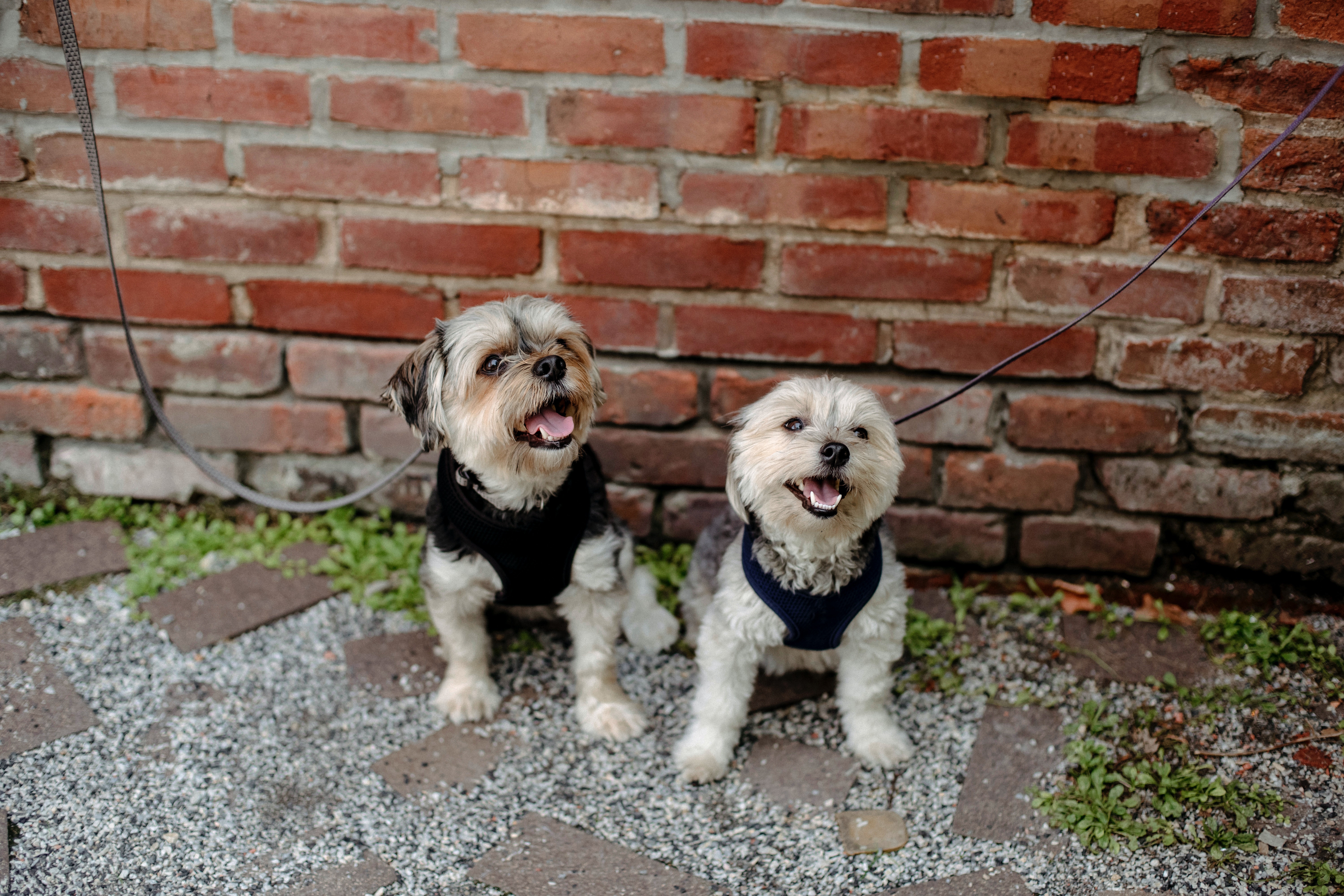 West Highland White Terrier Wallpapers