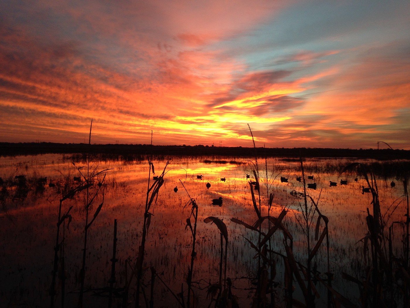 Wetlands Wallpapers