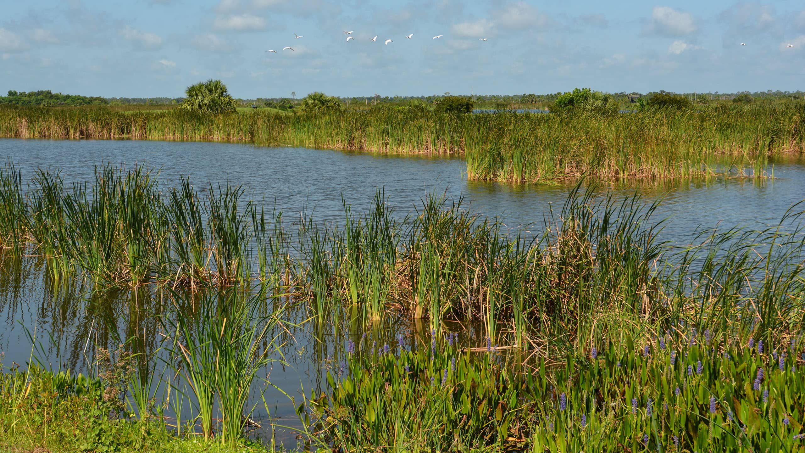 Wetlands Wallpapers