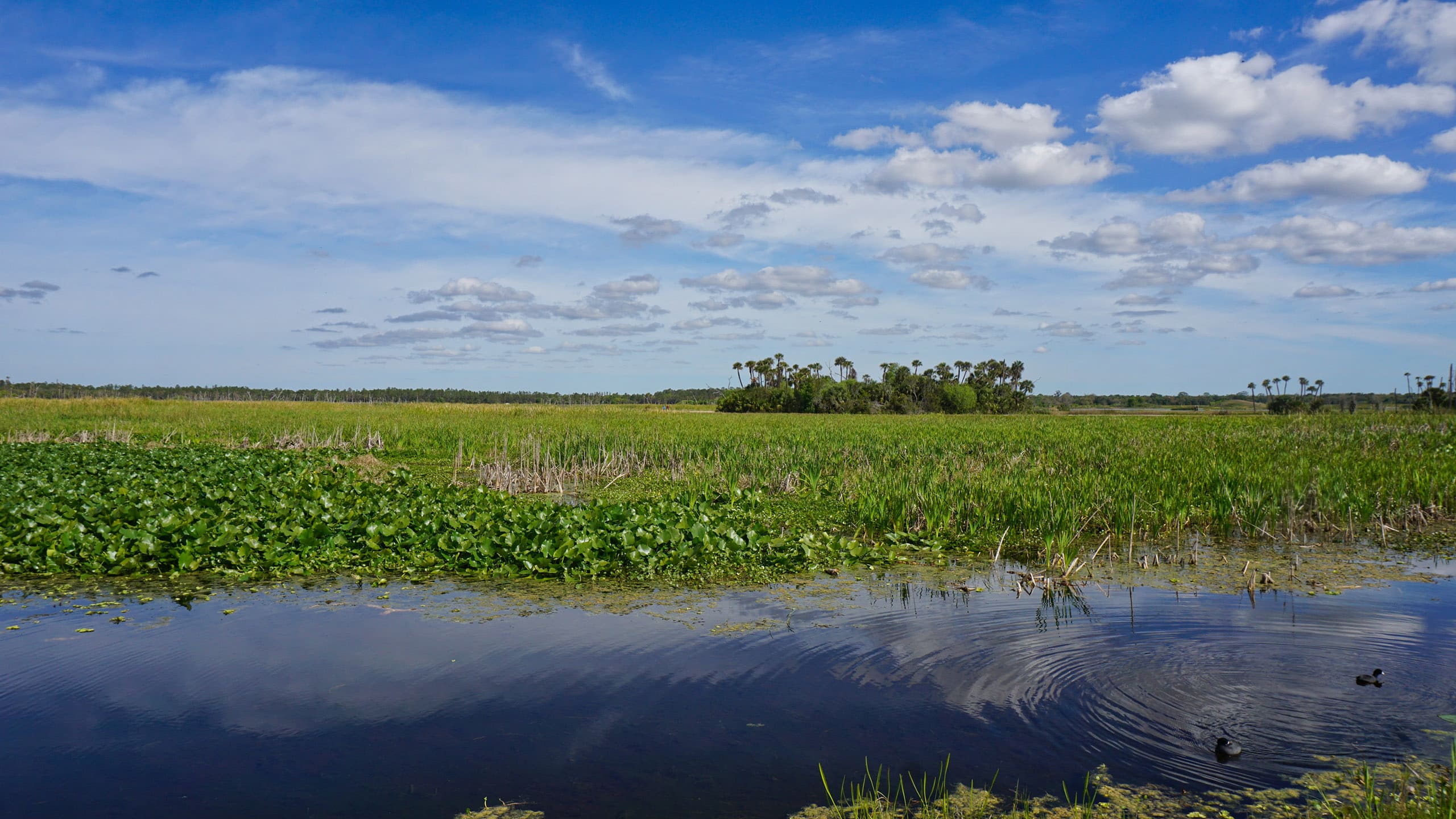 Wetlands Wallpapers