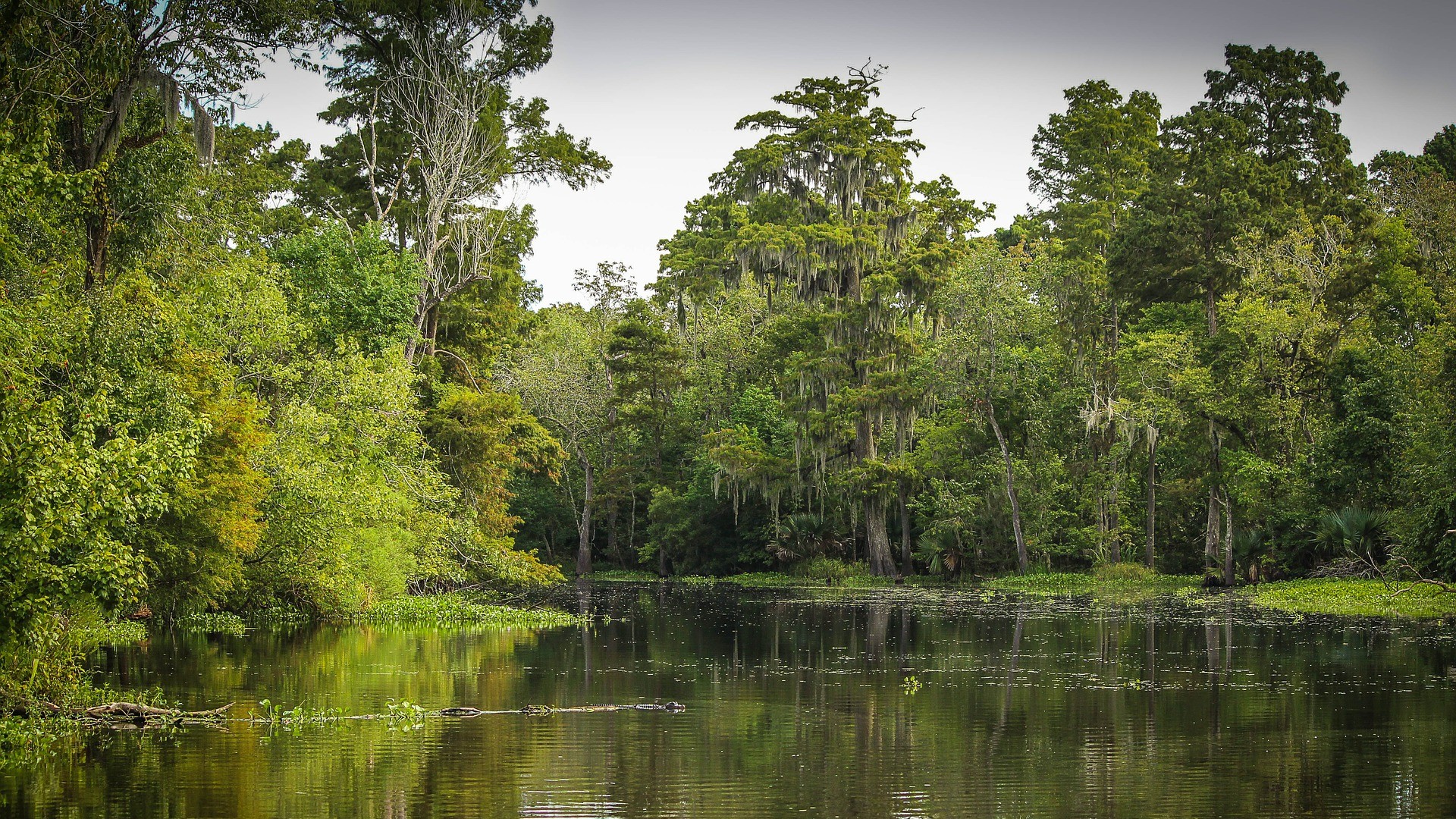 Wetlands Wallpapers