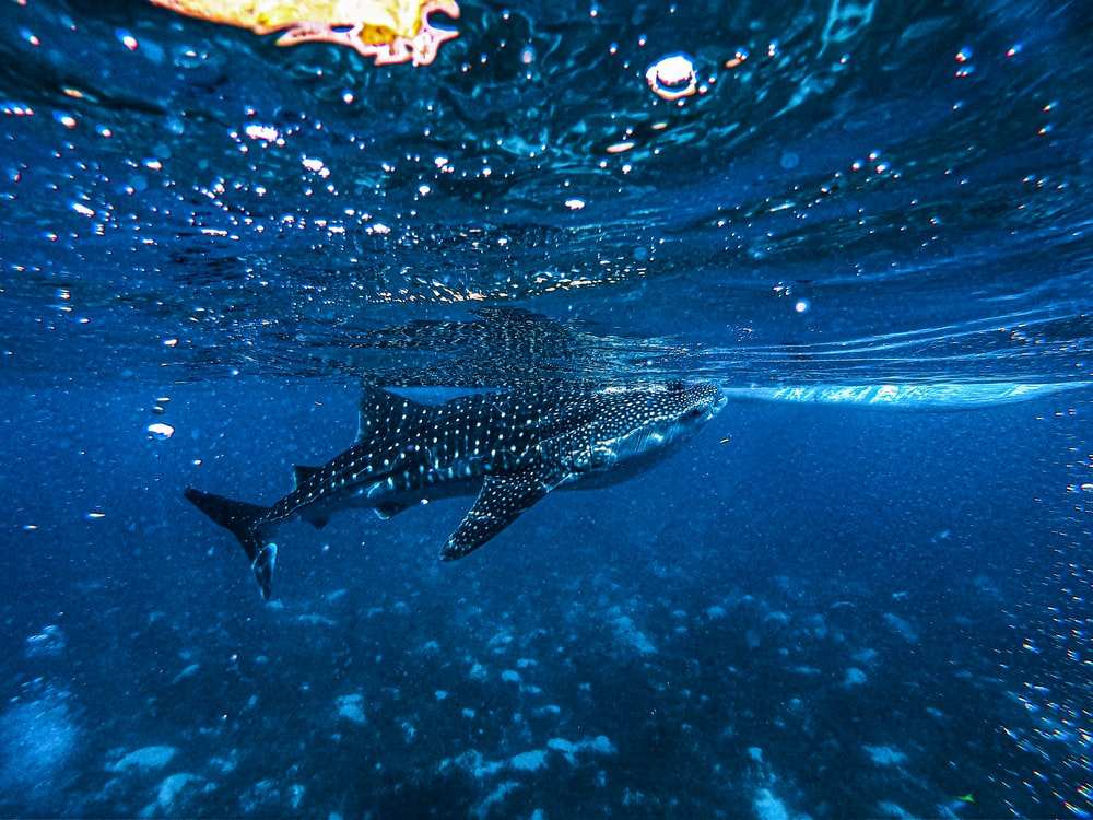 Whale Shark Wallpapers