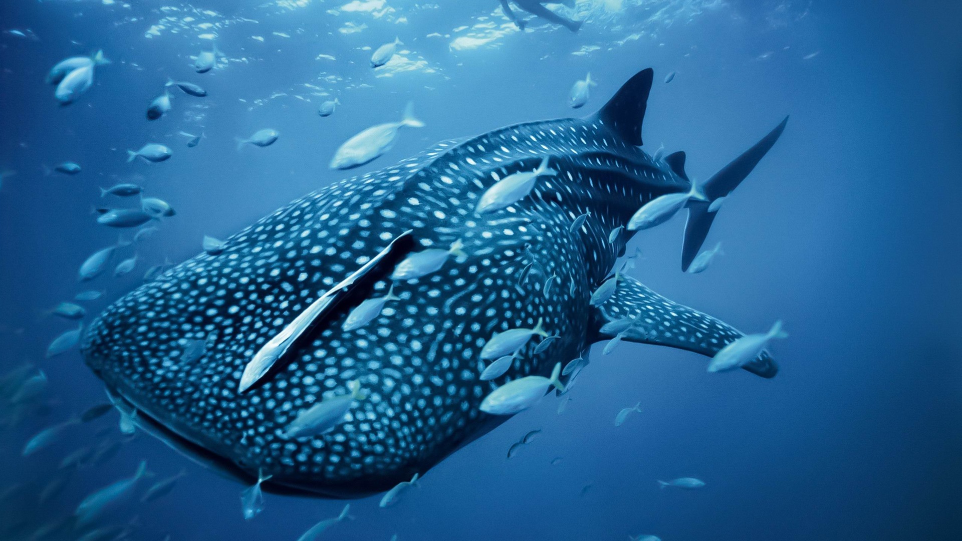 Whale Shark Wallpapers