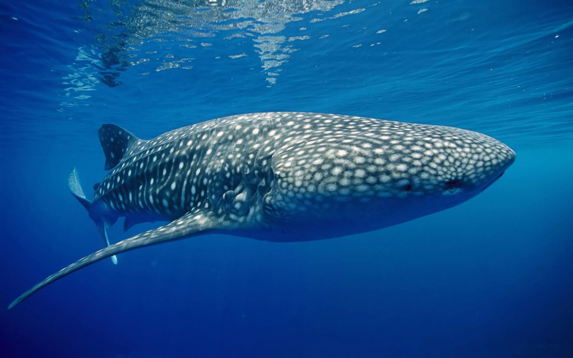 Whale Shark Wallpapers