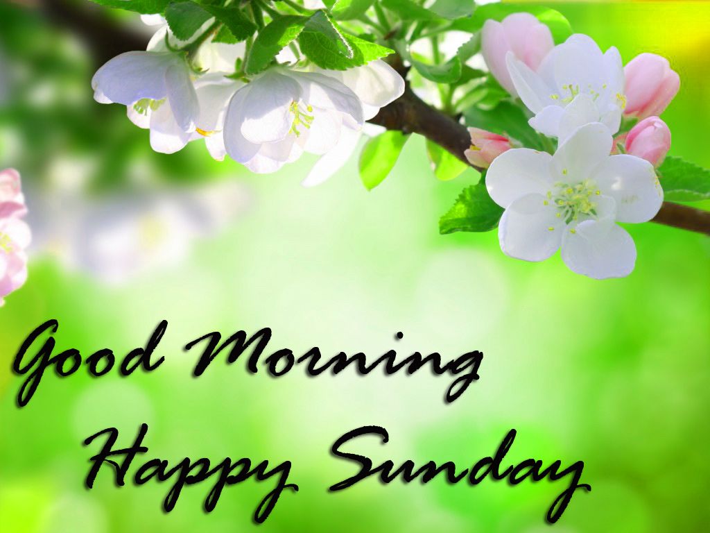 Whatsapp Good Morning Sunday Wallpapers