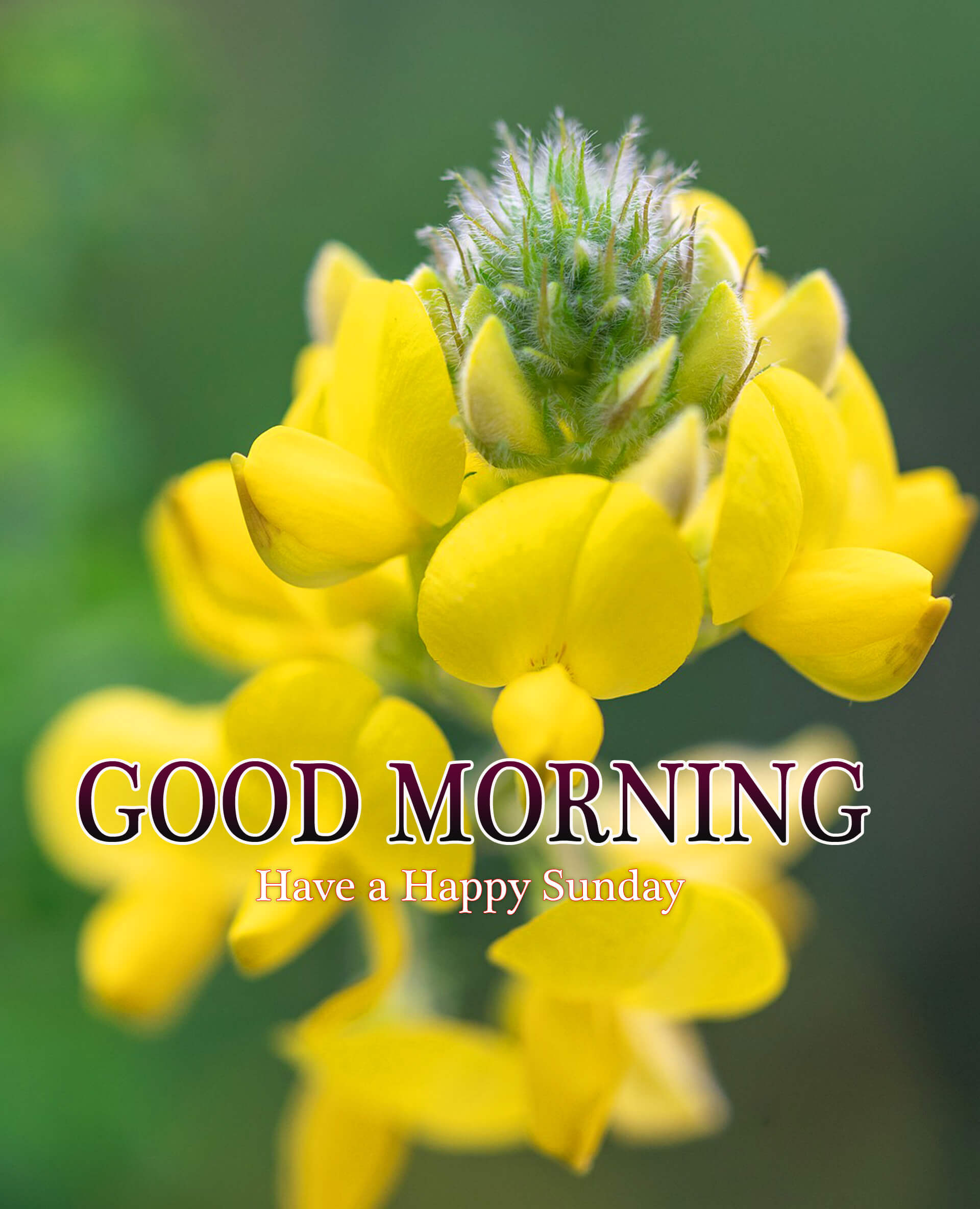 Whatsapp Good Morning Sunday Wallpapers