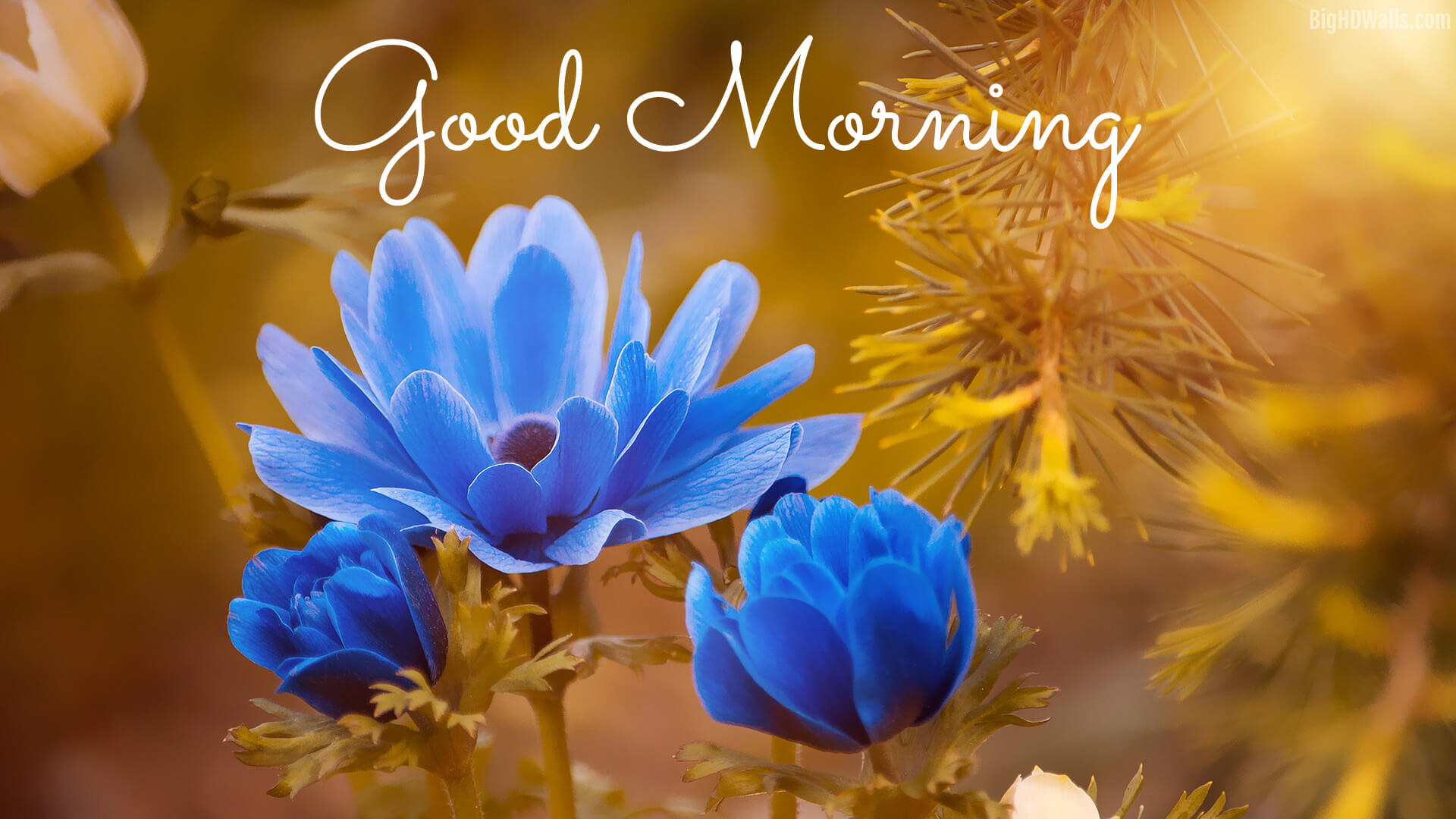 Whatsapp Good Morning Sunday Wallpapers