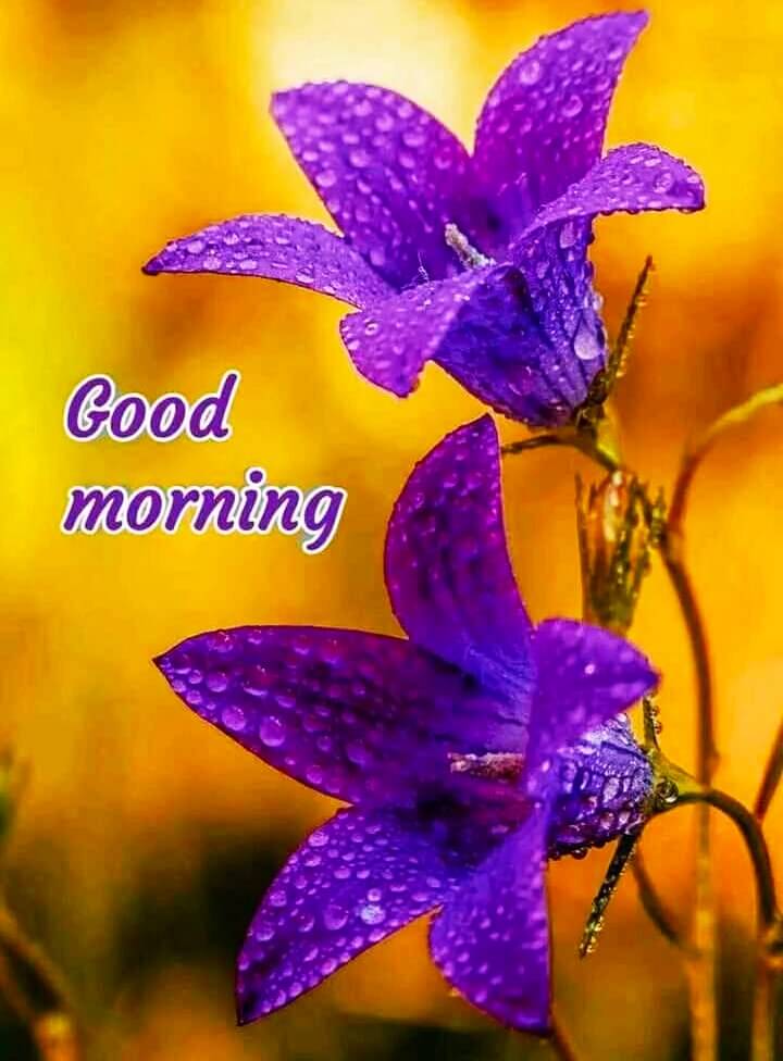 Whatsapp Good Morning Sunday Wallpapers