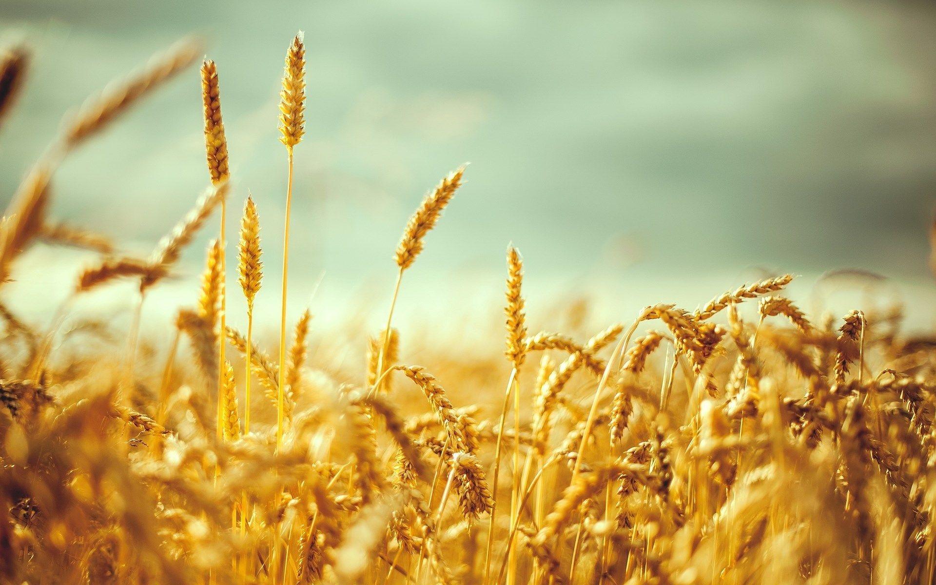 Wheat 4K Farm Field Wallpapers