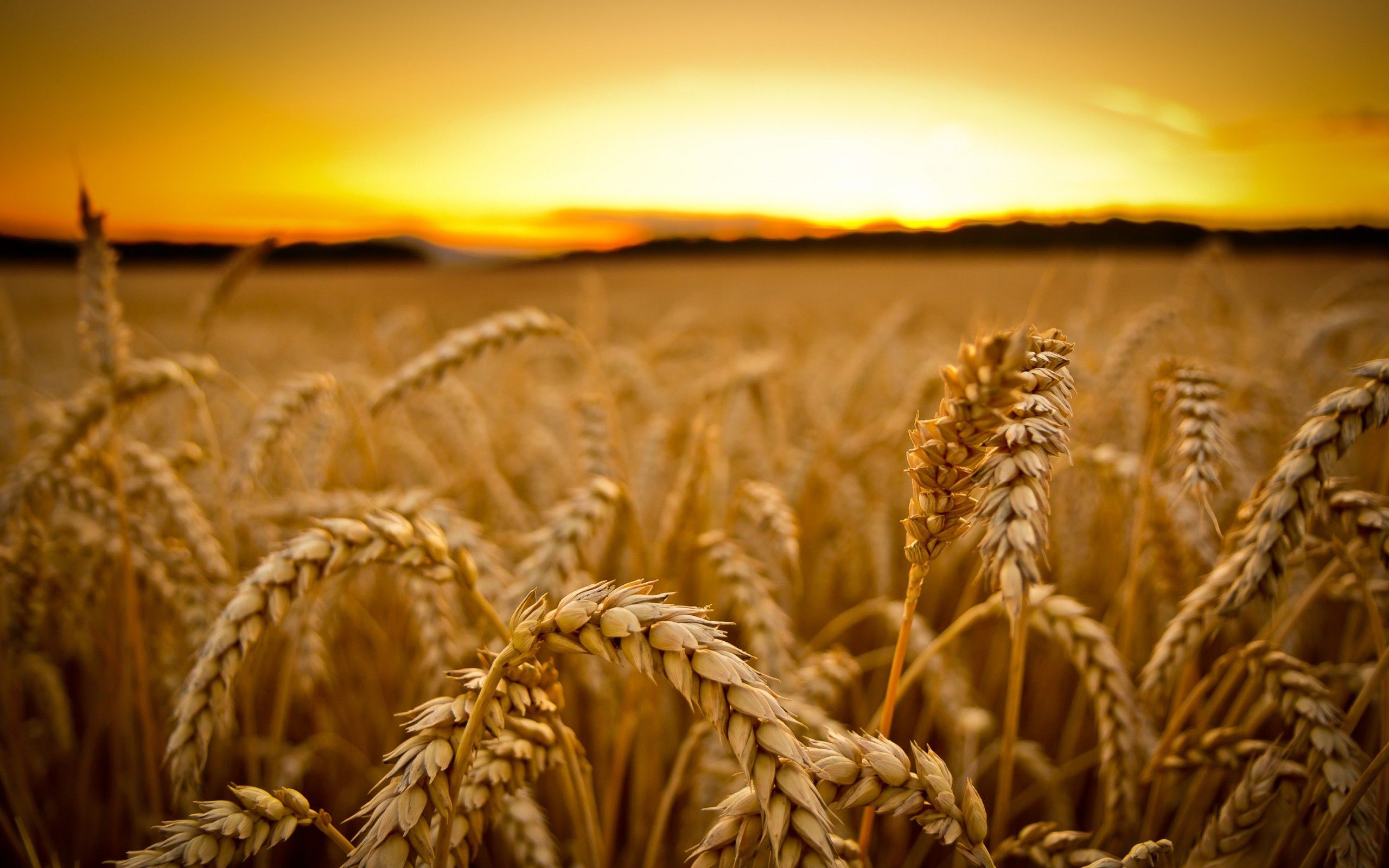 Wheat 4K Farm Field Wallpapers