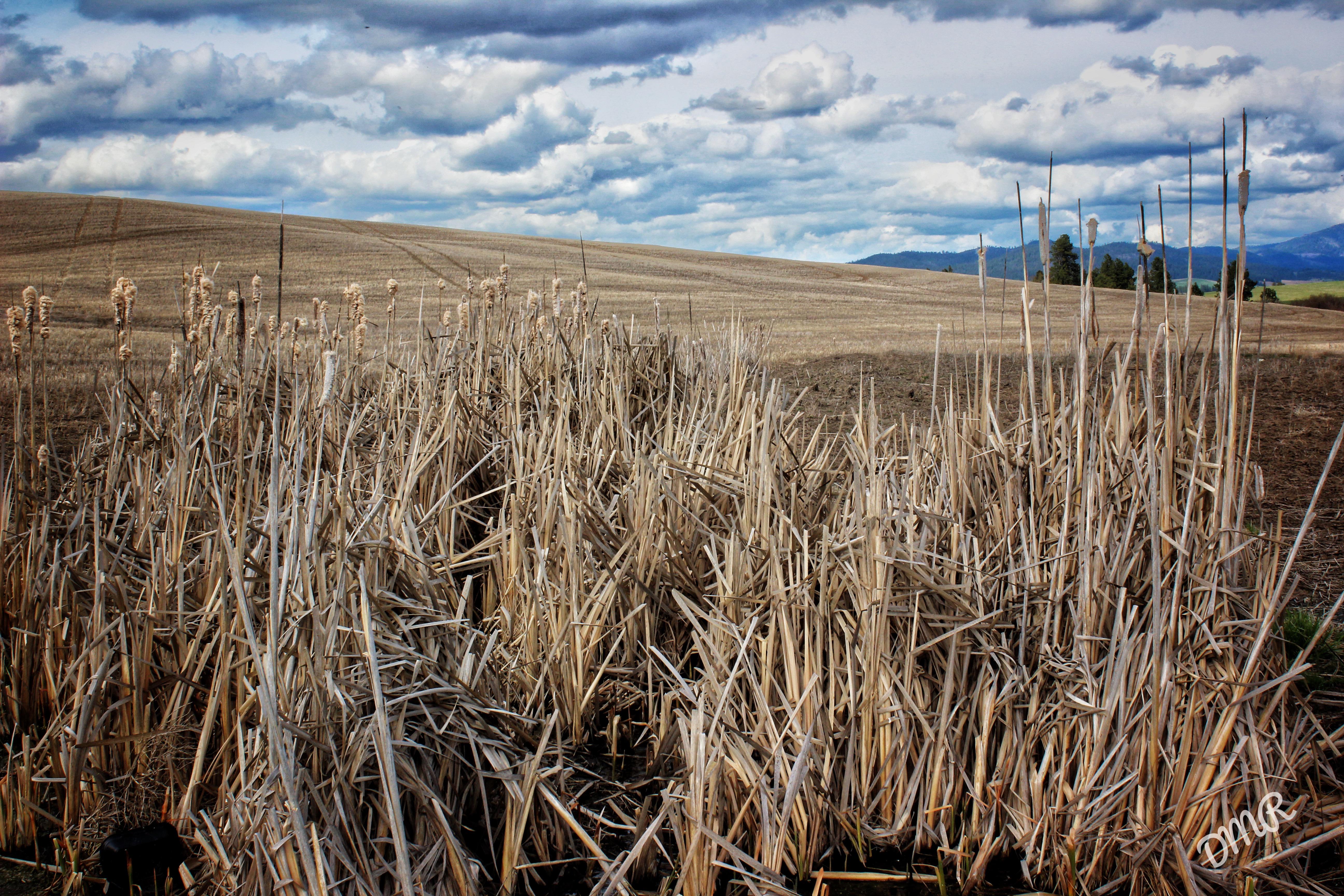 Wheat 4K Farm Field Wallpapers