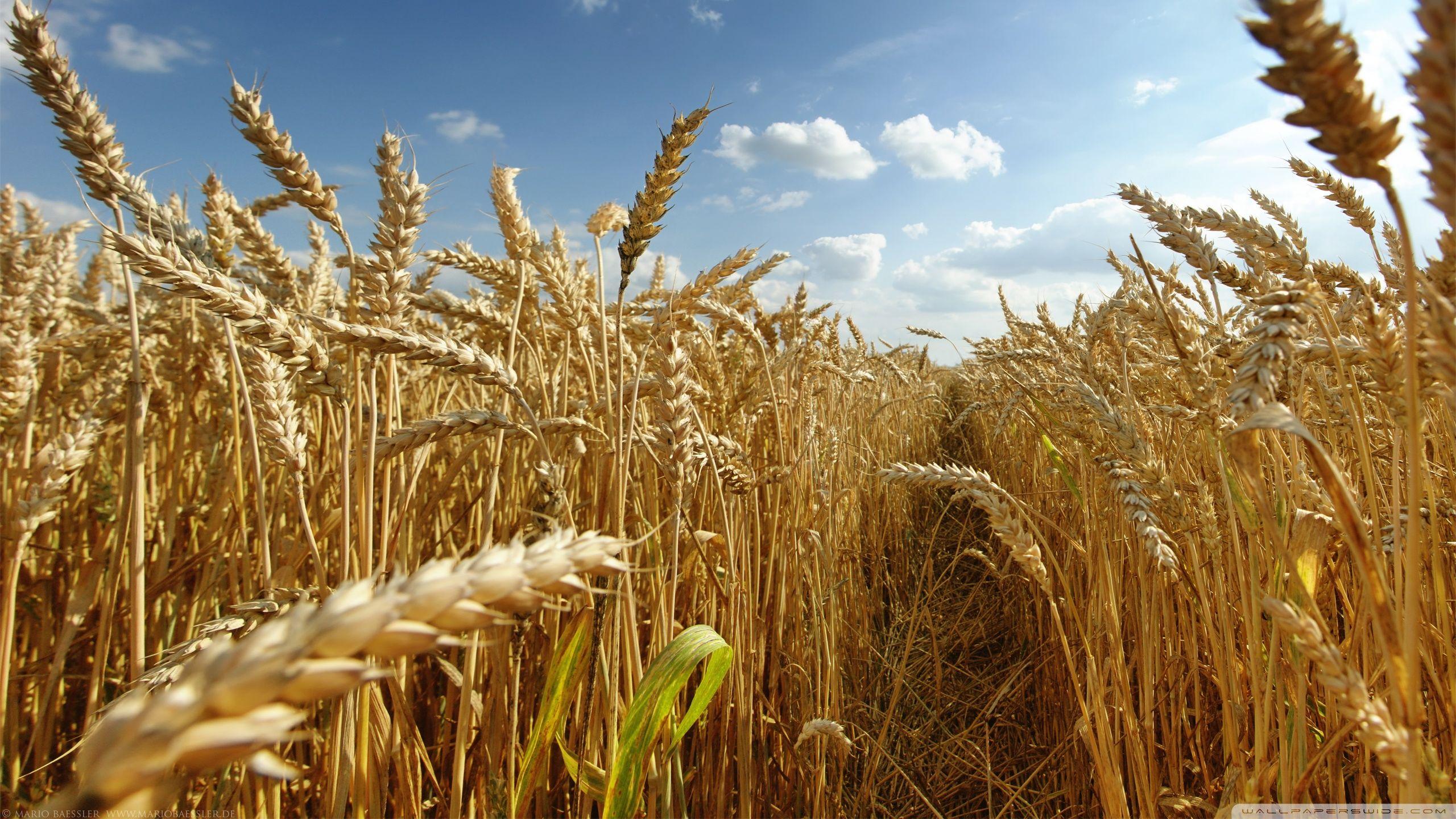 Wheat 4K Farm Field Wallpapers