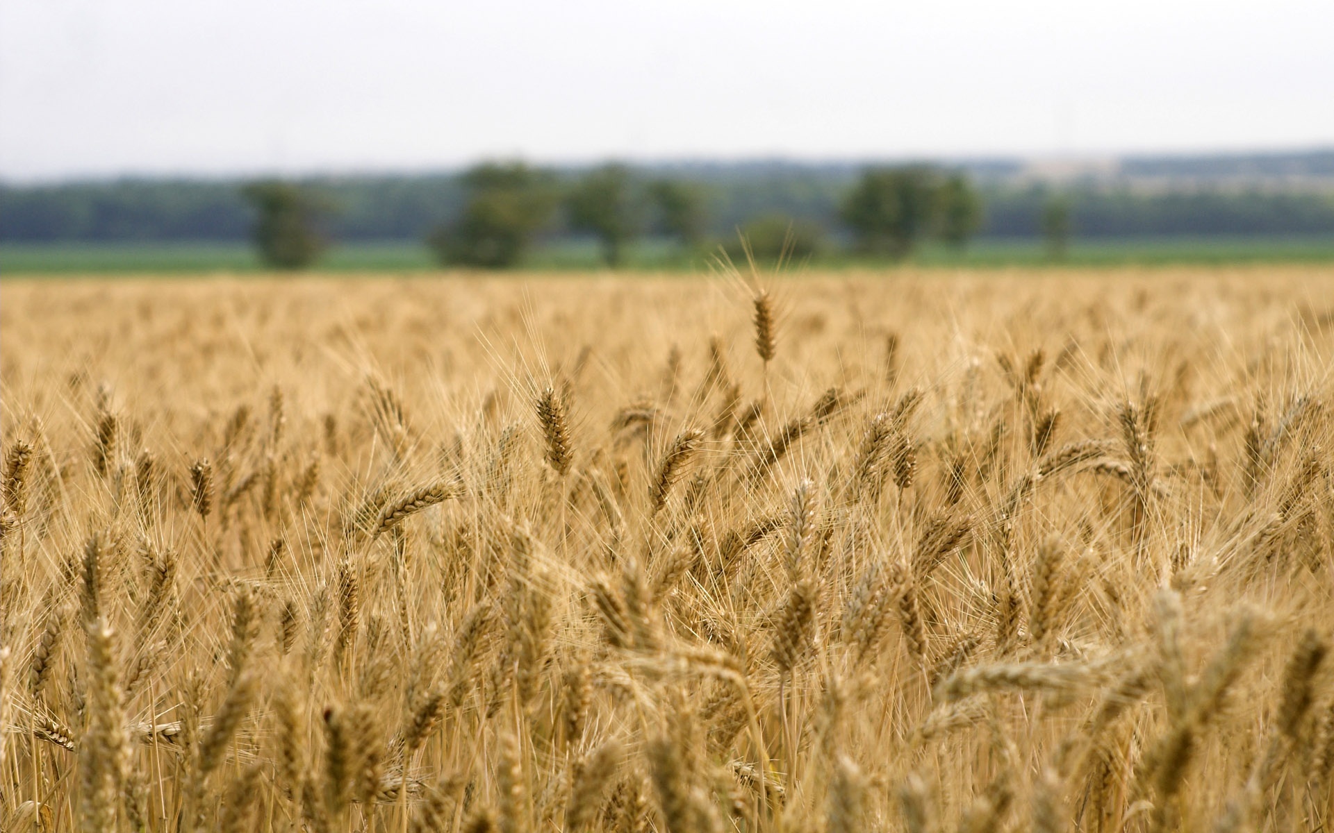 Wheat 4K Farm Field Wallpapers