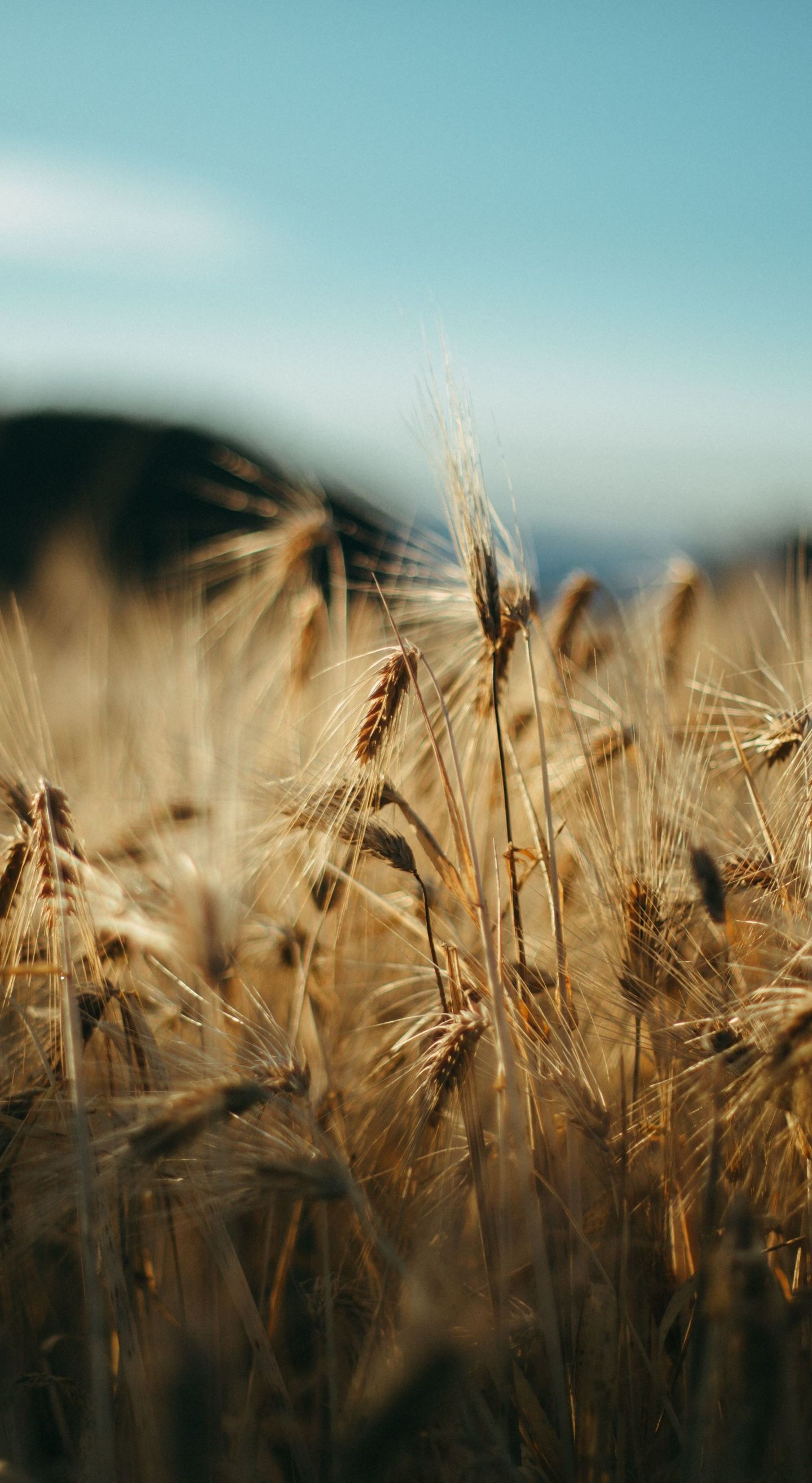 Wheat 4K Farm Field Wallpapers