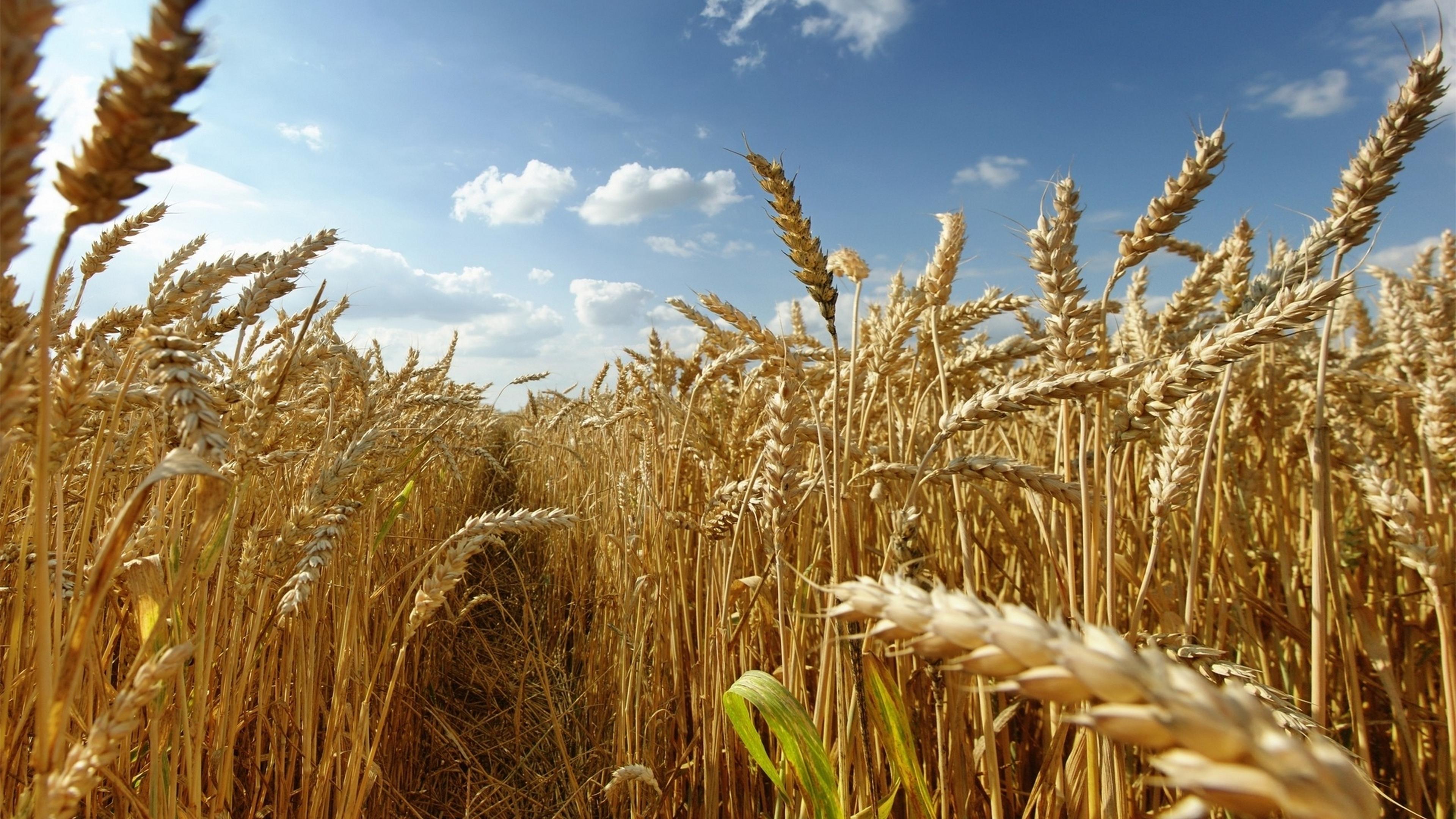 Wheat 4K Farm Field Wallpapers