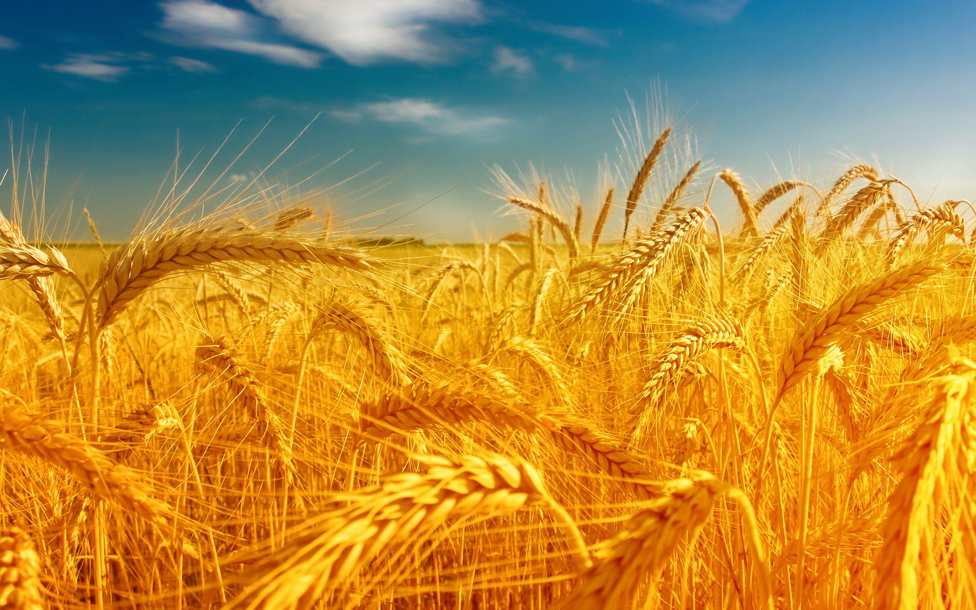 Wheat 4K Farm Field Wallpapers