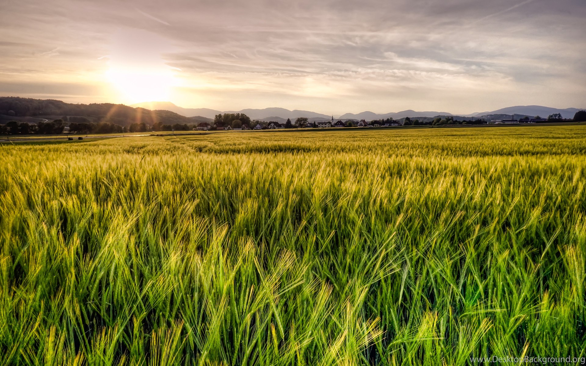 Wheat 4K Farm Field Wallpapers