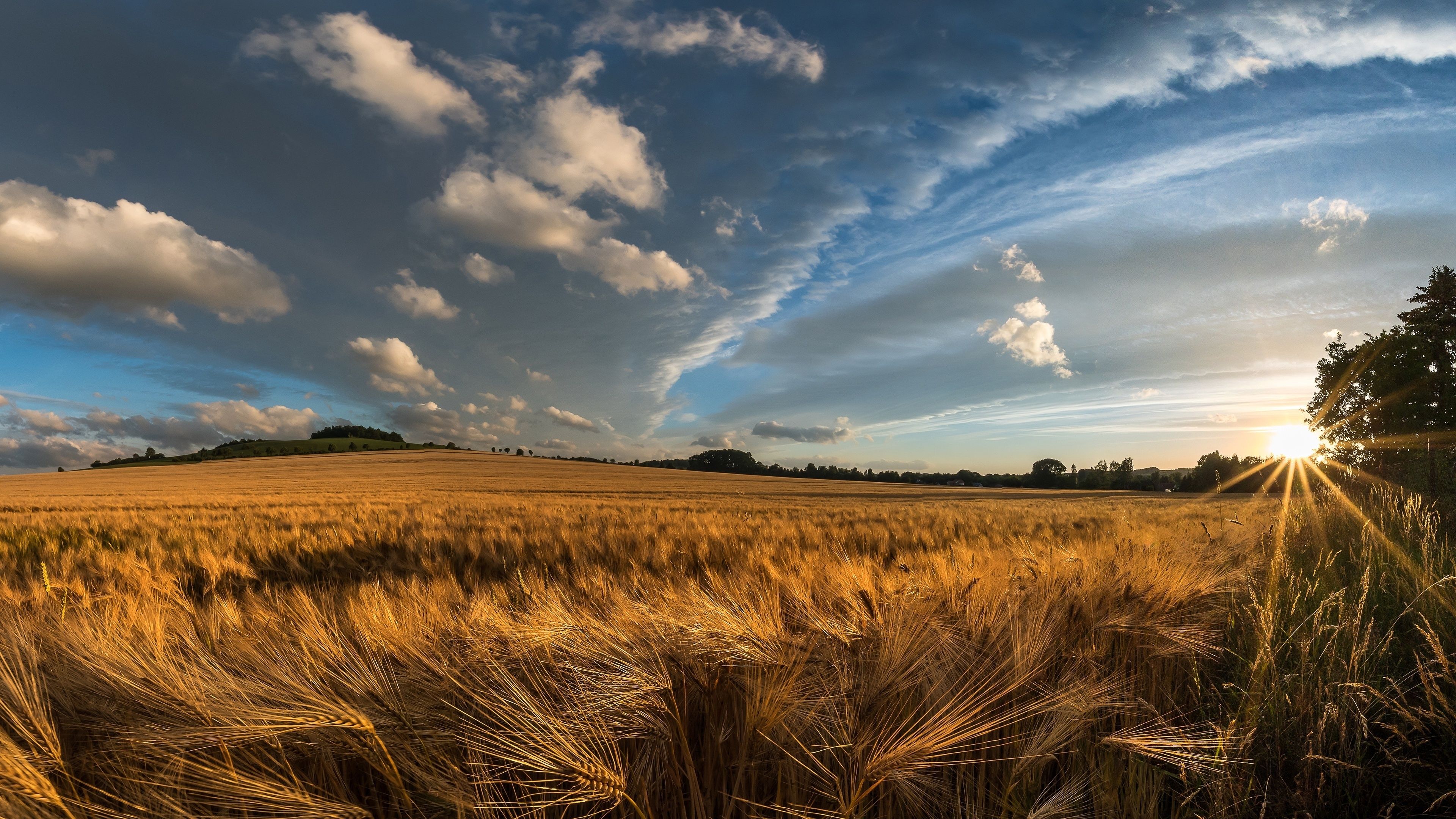 Wheat 4K Farm Field Wallpapers